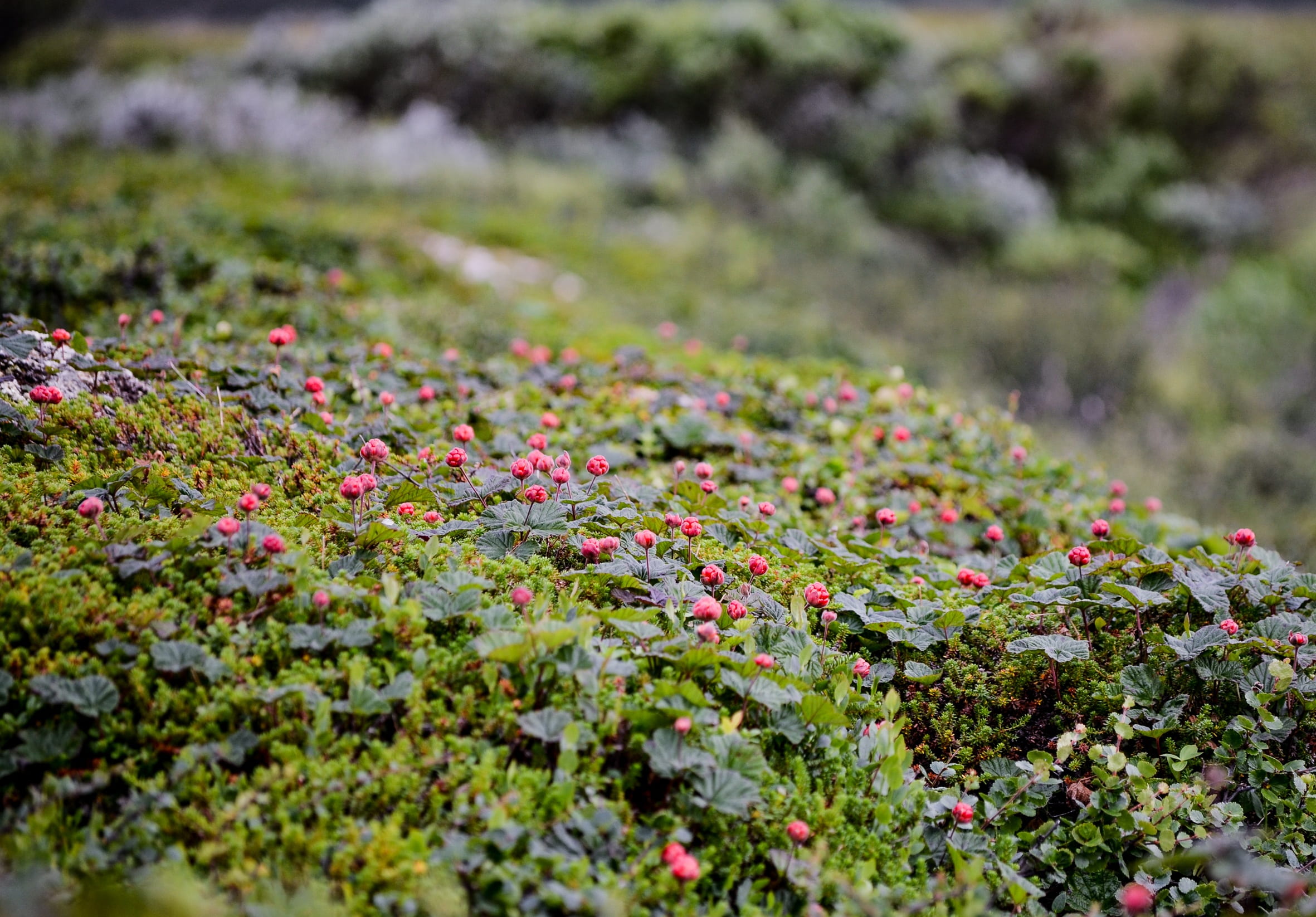 berry, day, flower, purple, suomuurain, cloudberry bush produces, selective focus, red berry, no people, field, matures, northern norway, land, herb, blossom, HD Wallpaper