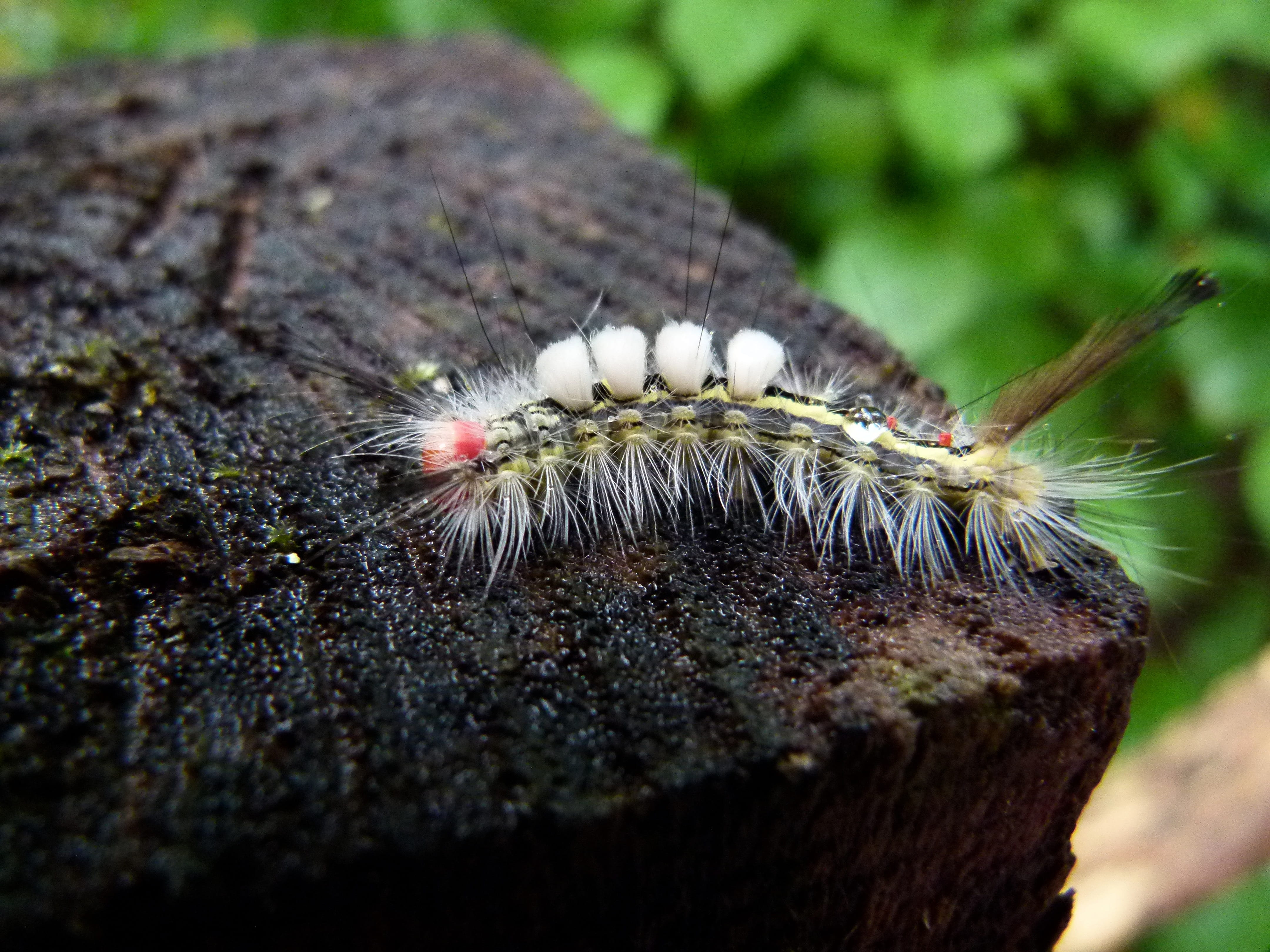 orgyia, animals in the wild, one animal, caterpillar, no people, 4K, rock, rock - object, close-up, animal themes, leucostigma, plant, animal, day, beauty in nature, HD Wallpaper