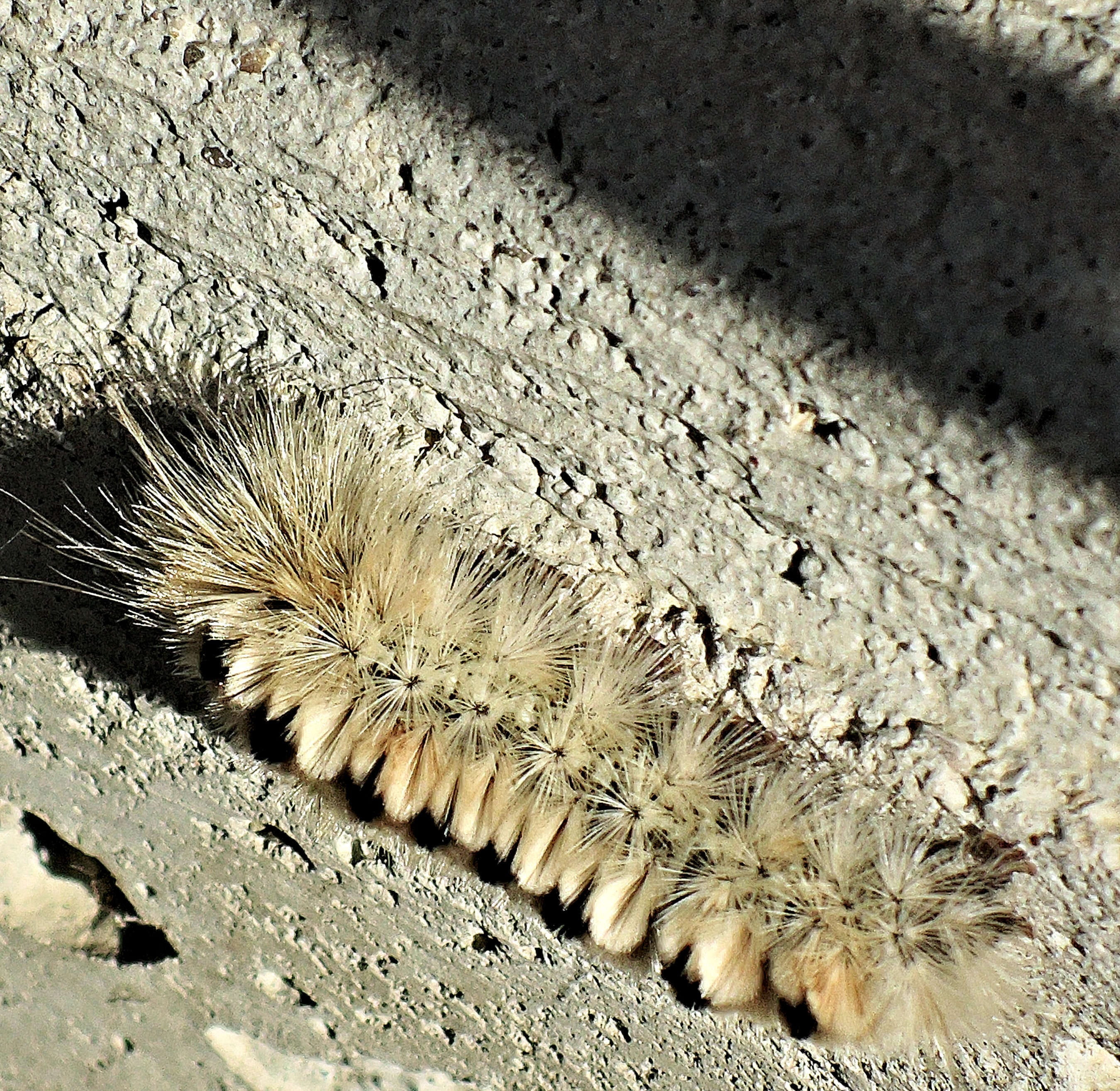 hickory tussock, one animal, land, nature, day, Poisonous, Tussock, field, sand, outdoors, no people, invertebrate, close-up, Hickory, animal themes, spiked, HD Wallpaper