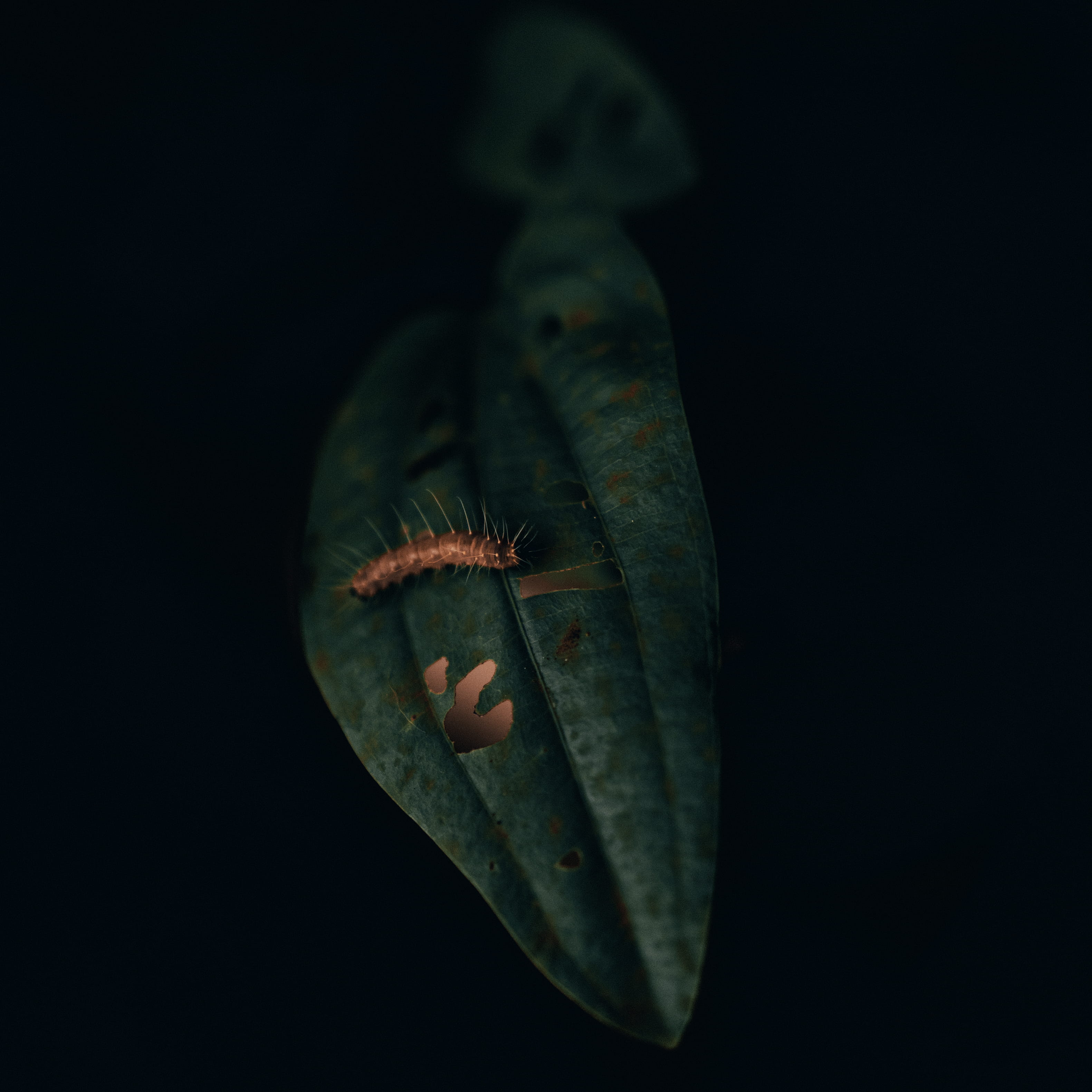 black background, fish, animal wildlife, moth, animal themes, water, veins, cricket insect, reptile, mood, leaf, copy space, swimming, close-up, focus, Phone HD Wallpaper