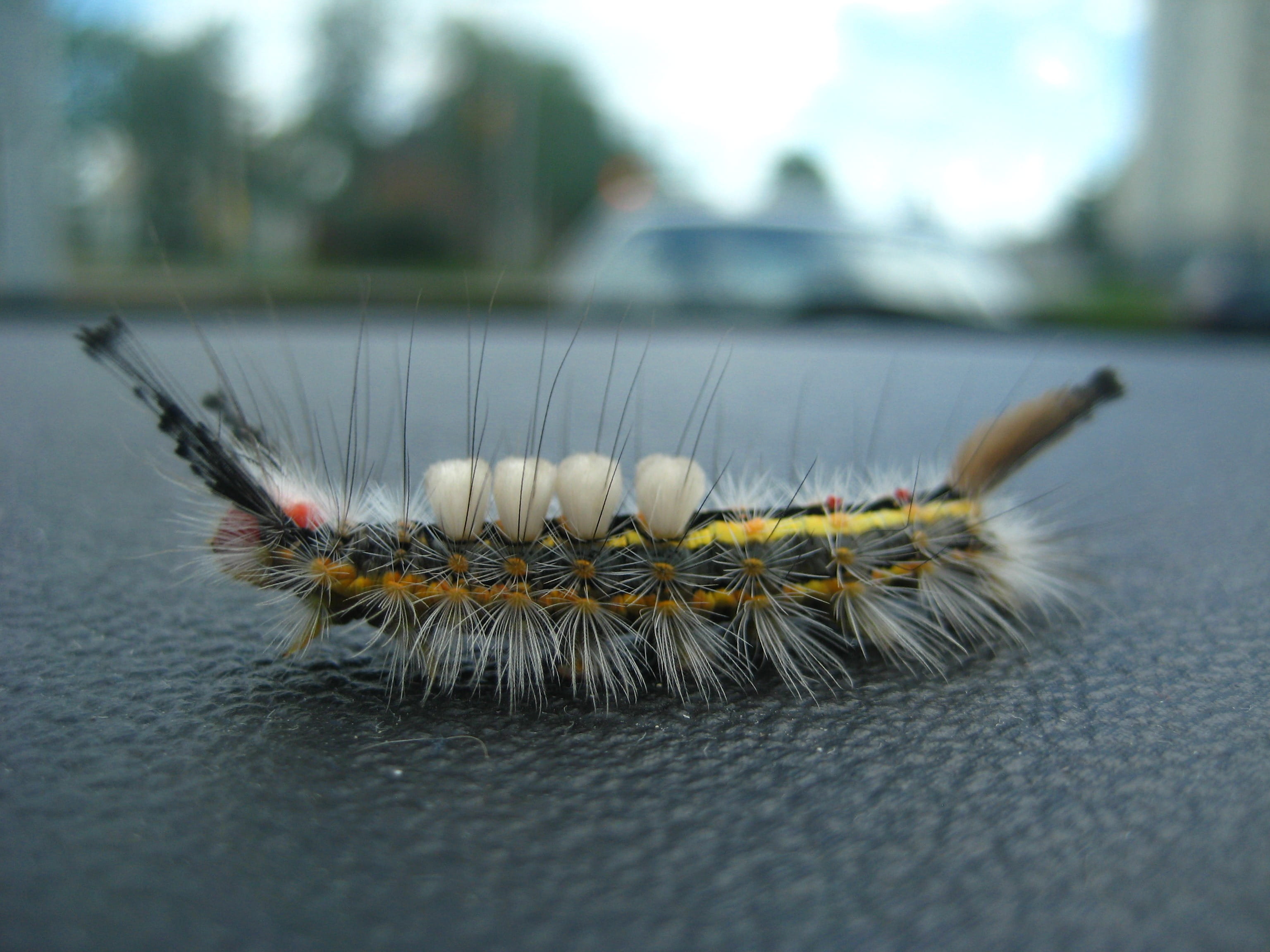 animal body part, 2K, butterfly, wildlife, animal wildlife, Insect, animals in the wild, selective focus, transportation, tussock, no people, Caterpillar, HD Wallpaper