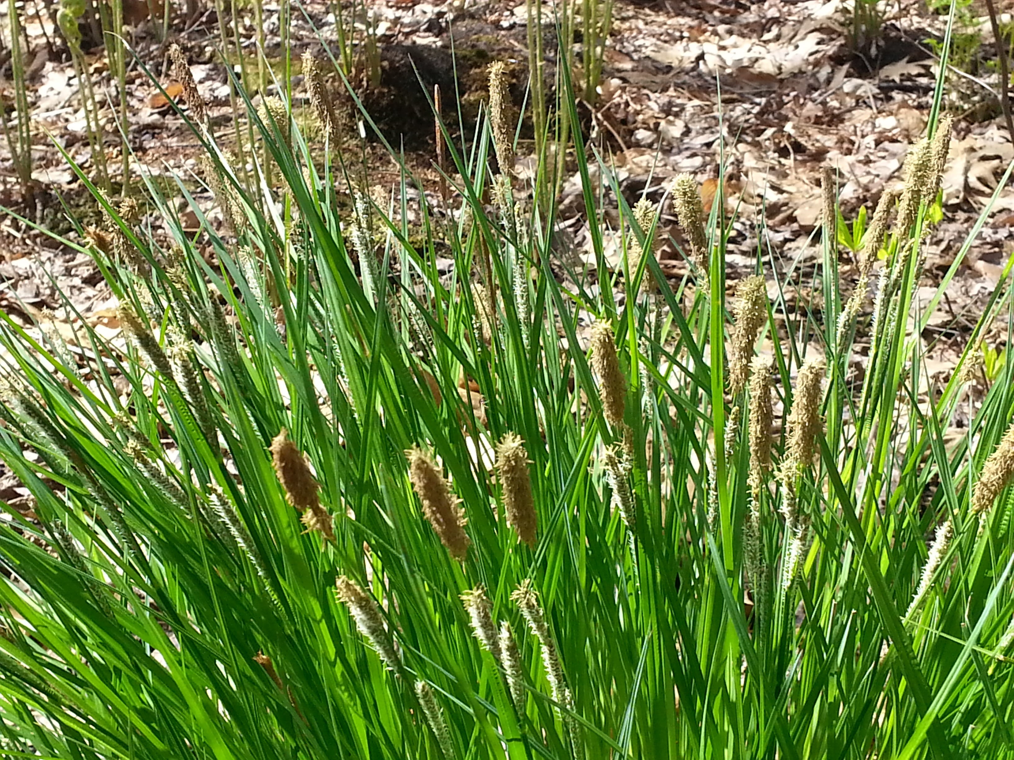 nature, grass, Grasses, environment, organic, sedge, agriculture, foliage, growth, beauty in nature, green, water, animals in the wild, natural, one animal, HD Wallpaper