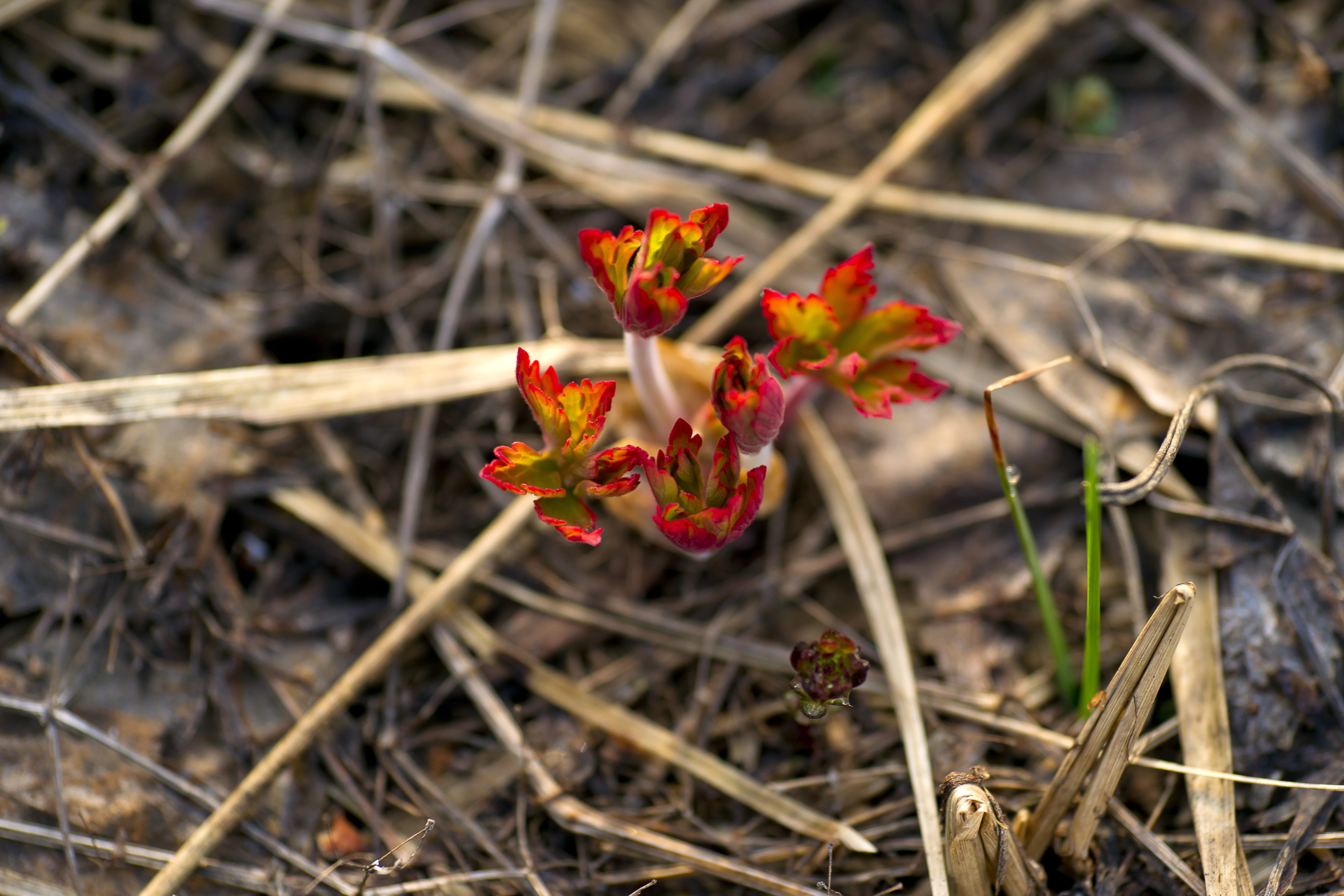 close-up, petal, vulnerability, outdoors, selective focus, last years grass, beautiful, siberian swamp, reeds, red, high angle view, overgrown pond, silence, HD Wallpaper