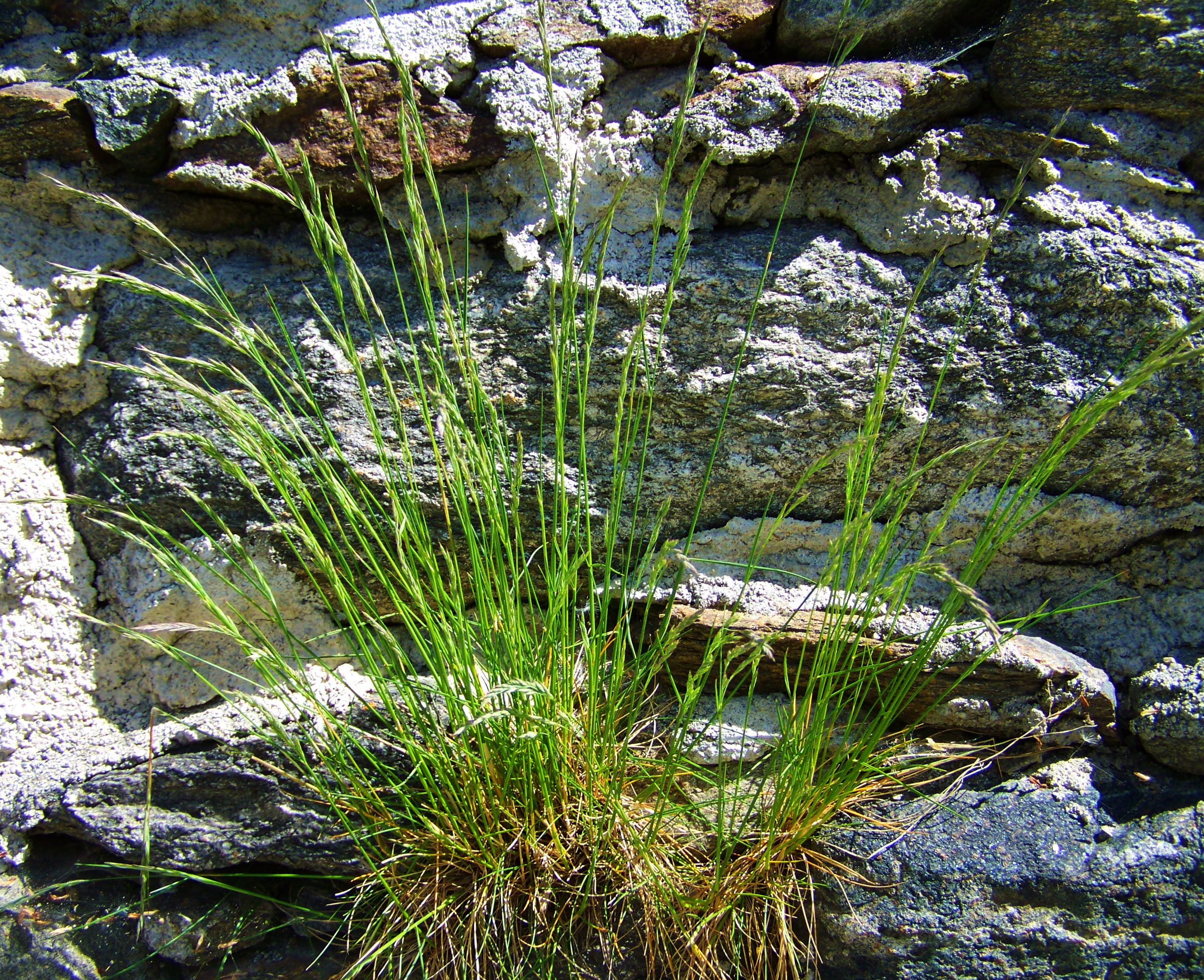 tussock, plant, outdoors, rock, flowing water, day, land, growth, nature, 2K, rock - object, rocks, tranquility, flowing, beauty in nature, solid, forest, HD Wallpaper