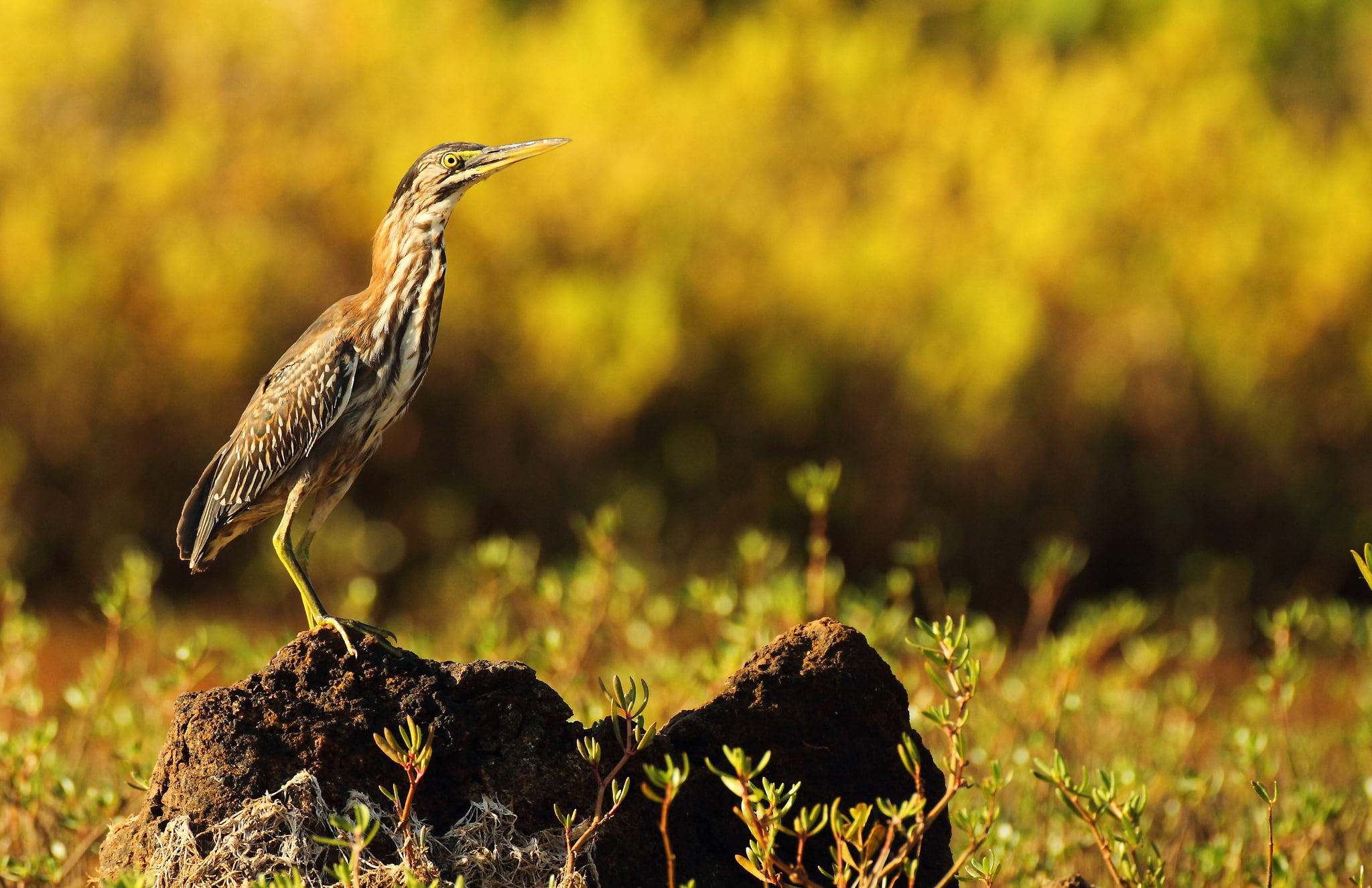 tussock, bird, heron, 1080P, grass, HD Wallpaper