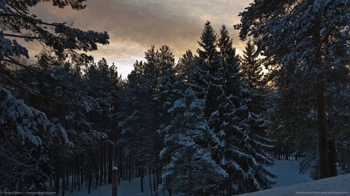 beauty in nature, pine, scenics - nature, woodland, 720P, no people, tranquility, sky, day, snowcapped mountain, pine tree, cold temperature, forest, evergreen tree, HD Wallpaper