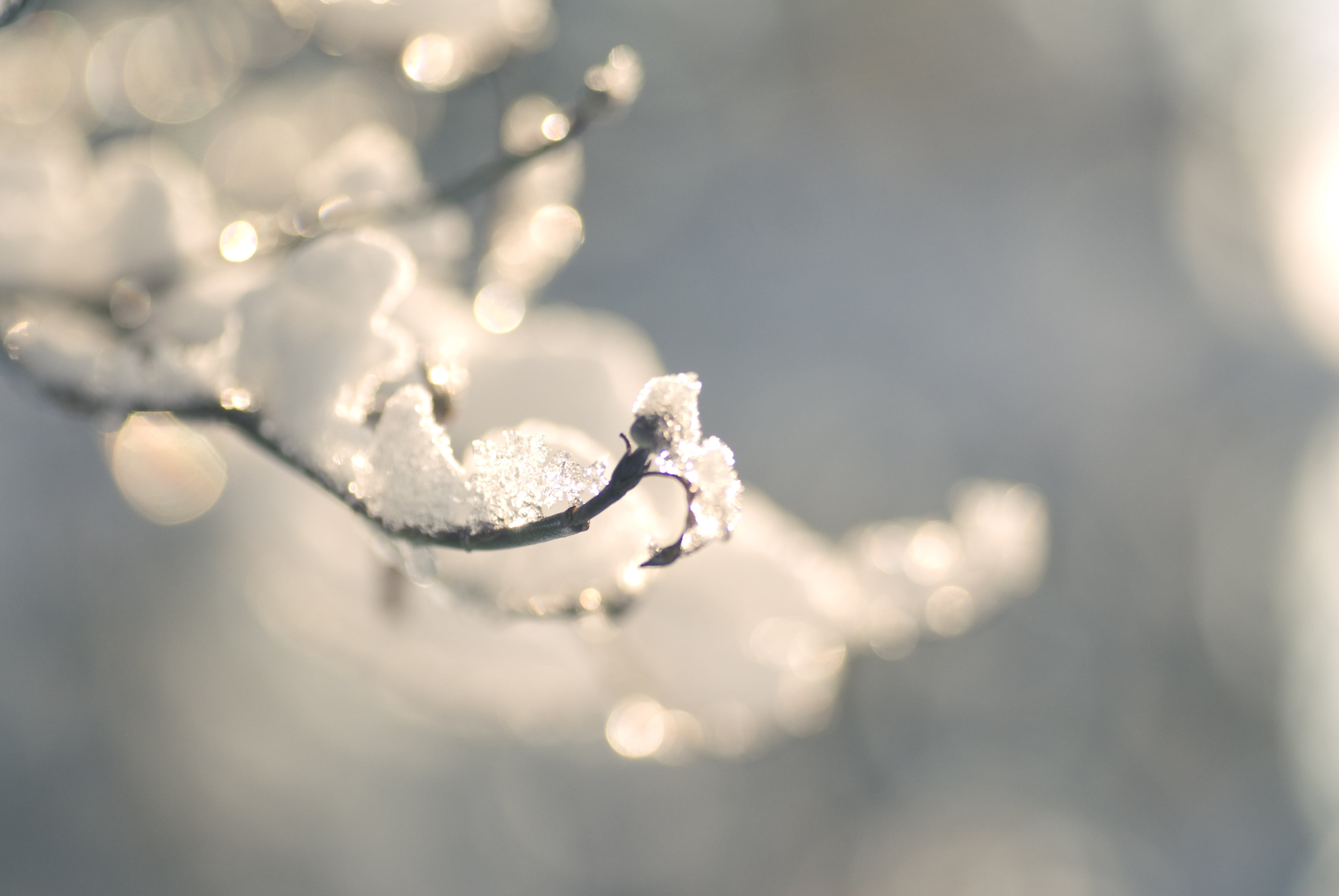 close-up, 4K, blue, snow, focus on foreground, tranquility, macro, bright, christmas, icy, nature, outdoors, drop, plant, beauty in nature, freshness, HD Wallpaper