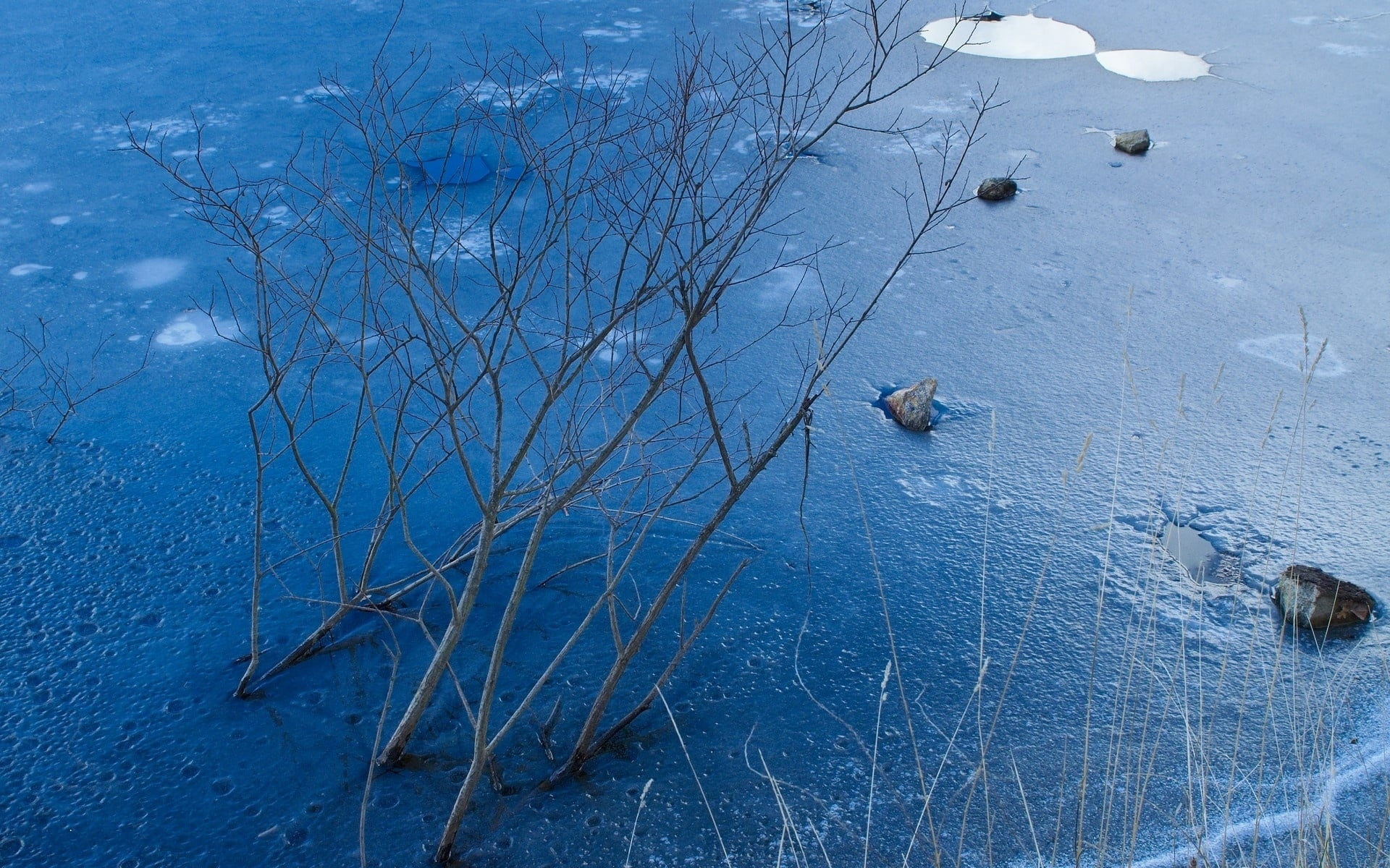 1080P, frost, animal wildlife, frozen, snow, bushes, branch, blue, day, beauty in nature, icy, winter, surface, animal themes, ice, high angle view, rocks, HD Wallpaper