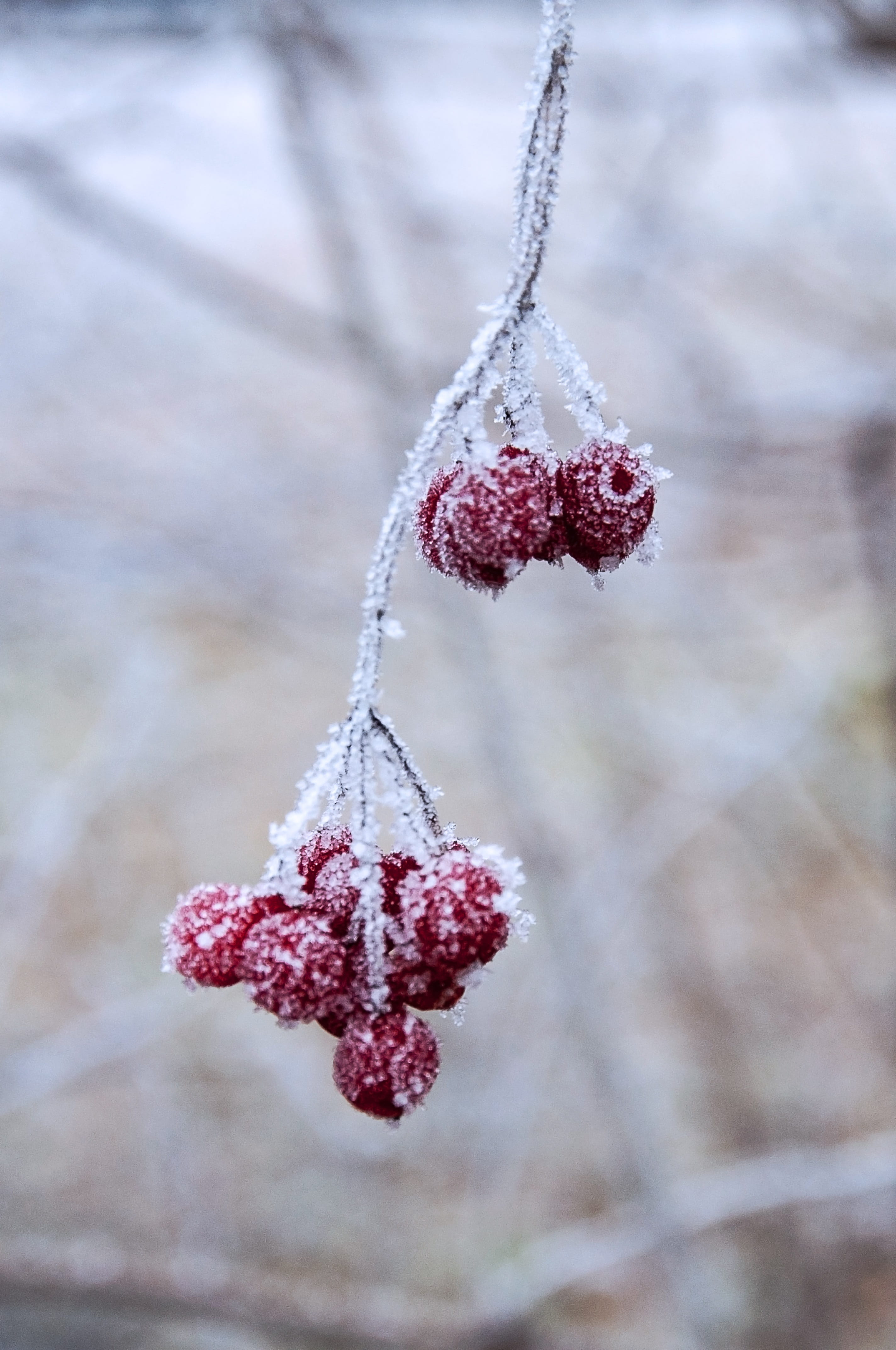berry fruit, frozen, hoarfrost, nature, red, ripe, close-up, no people, 4K, day, healthy eating, icy, snow, winter, iced, freshness, fruit, plant, ice, Phone HD Wallpaper
