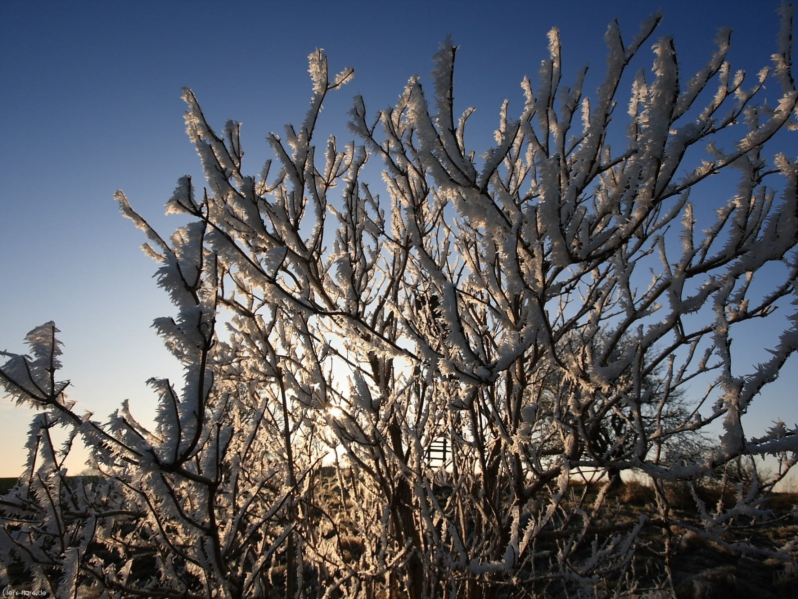 hoarfrost, outdoors, no people, beauty in nature, 720P, branches, sunlight, cold temperature, branch, nature, land, sky, day, bushes, bare, frost, tranquility, HD Wallpaper