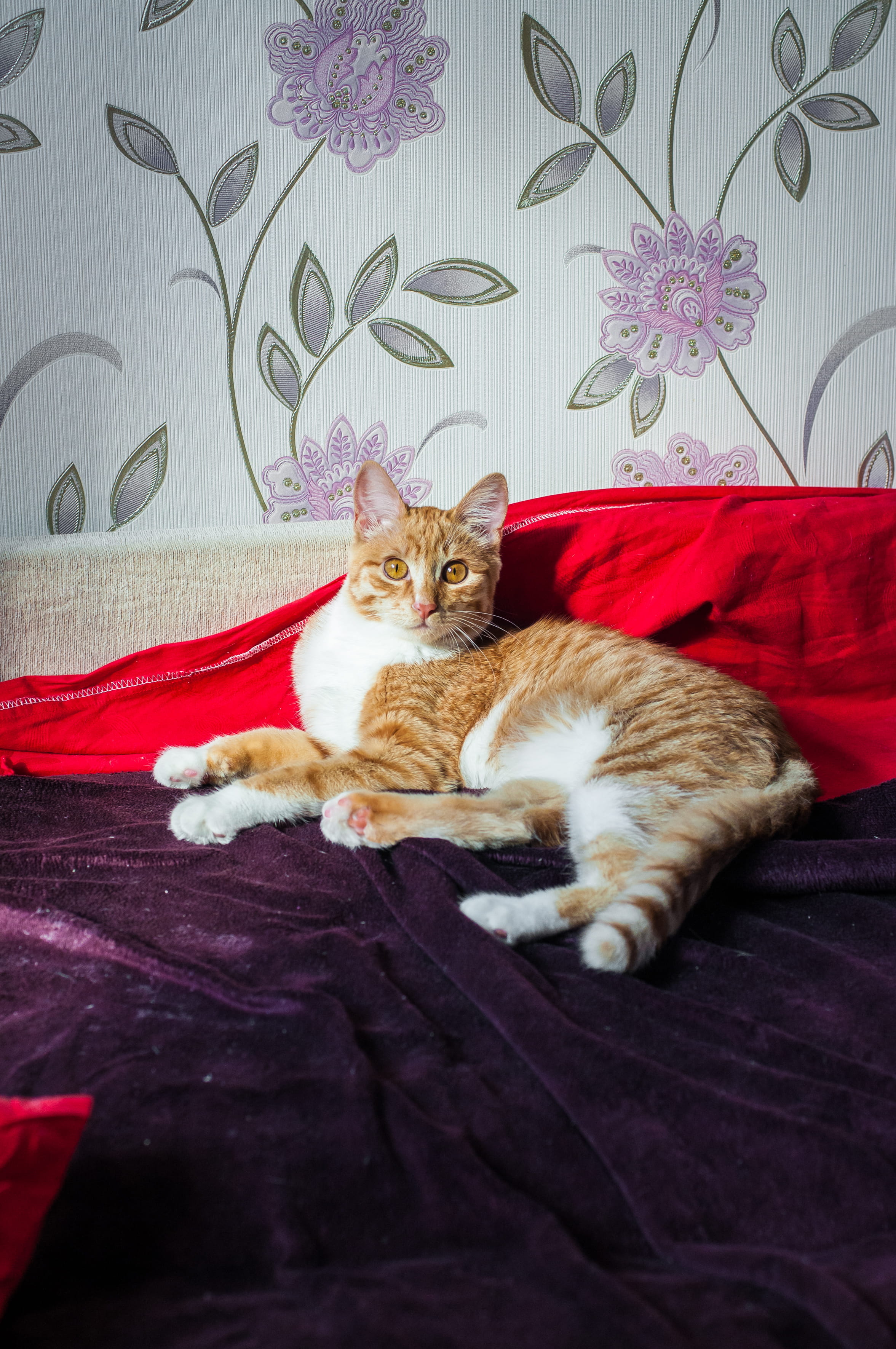 vertebrate, couch, #cat  #redcat, pet, armchair, feline, home decor, floral pattern, looking at camera, domestic animals, home interior, one animal, pets, Phone HD Wallpaper
