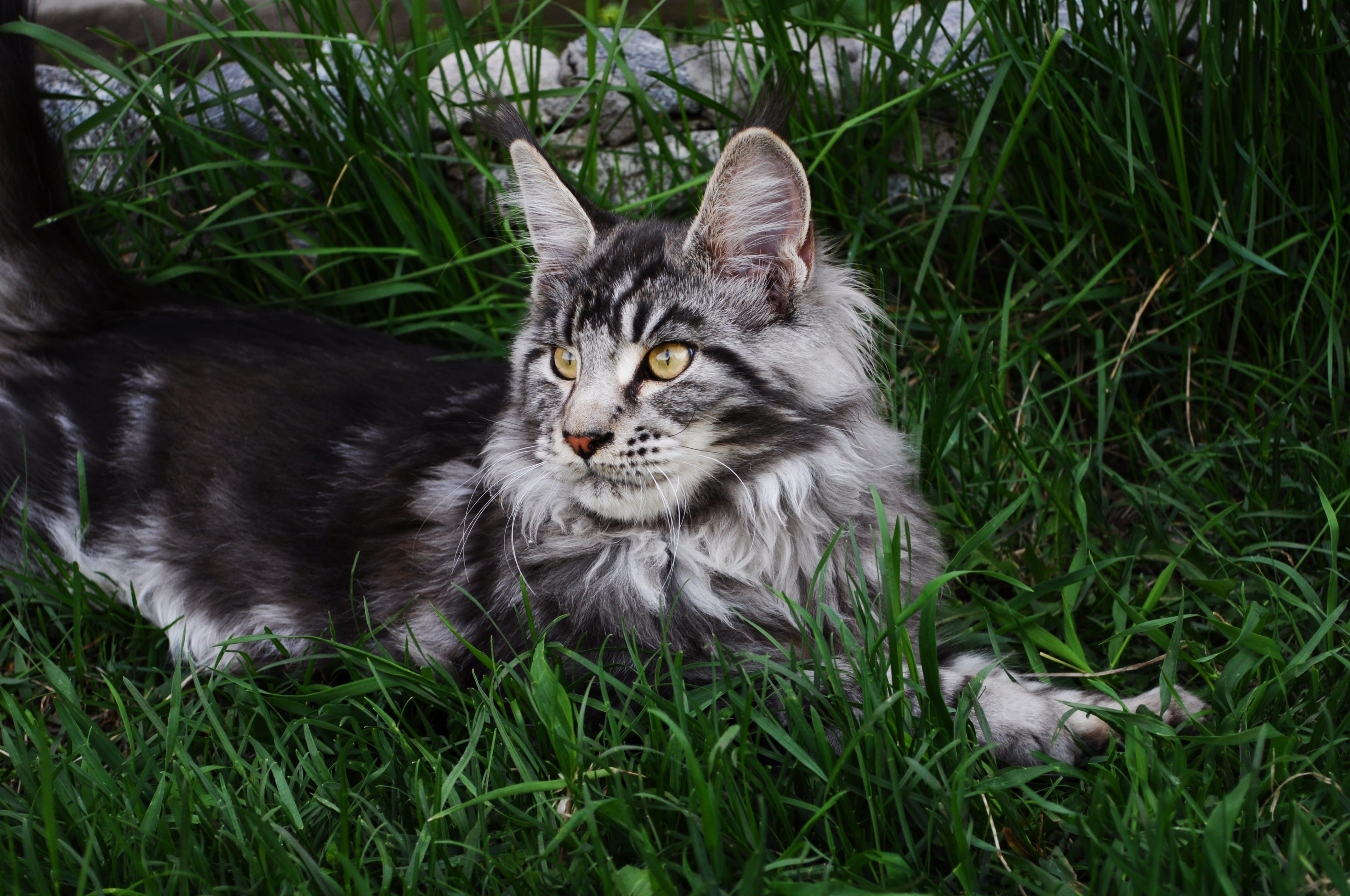 ground, whisker, manx, yellow eyes, one animal, 4K, domestic cat, domestic, abyssinian, maine coon cat, animal, portrait, pet, domestic animals, cat, vertebrate, HD Wallpaper
