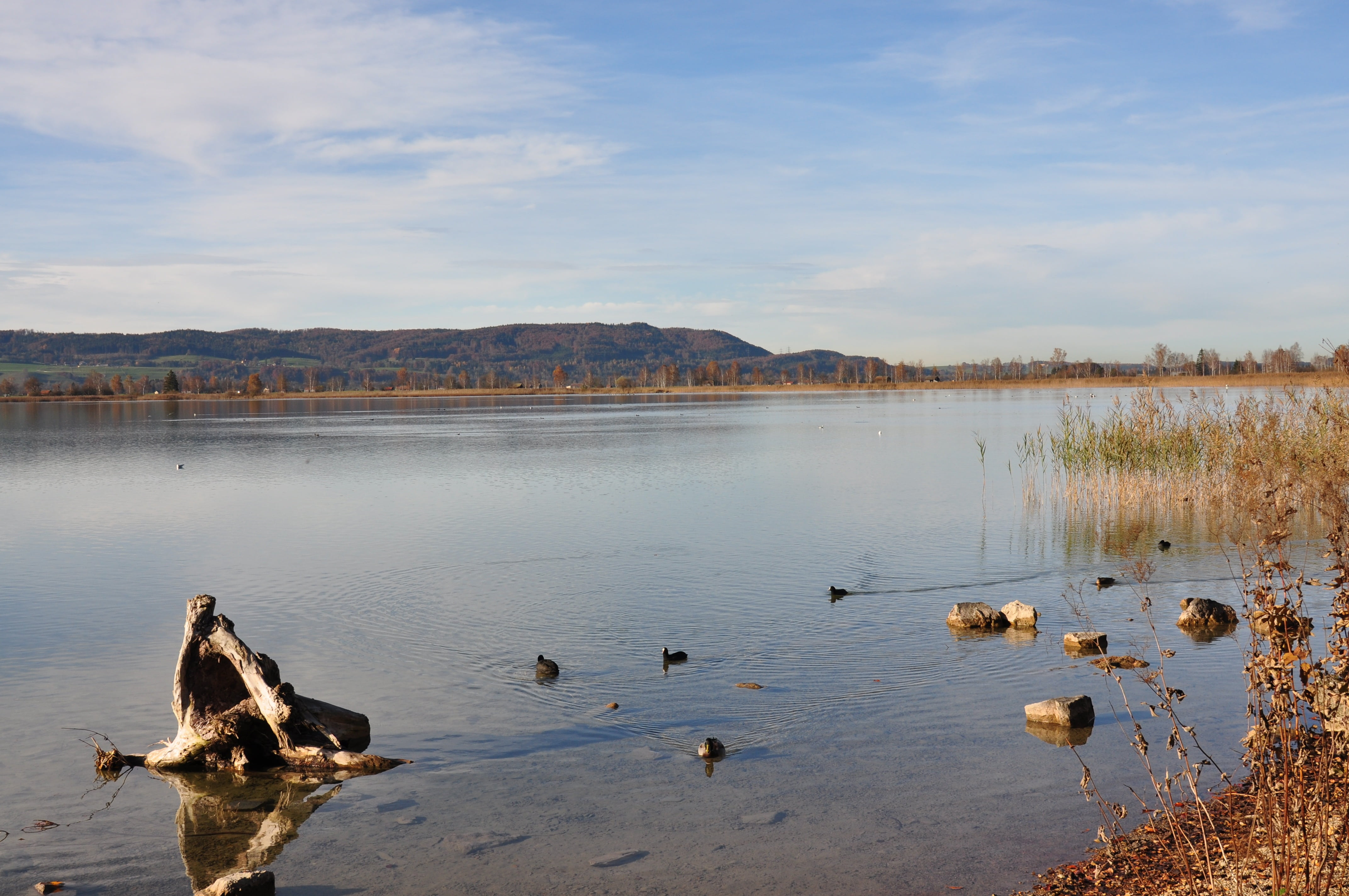 cloud - sky, 4K, animals in the wild, lake, sky, beauty in nature, day, kochelsee, mountain, nature, landscape, non-urban scene, bird, water, outdoors, HD Wallpaper