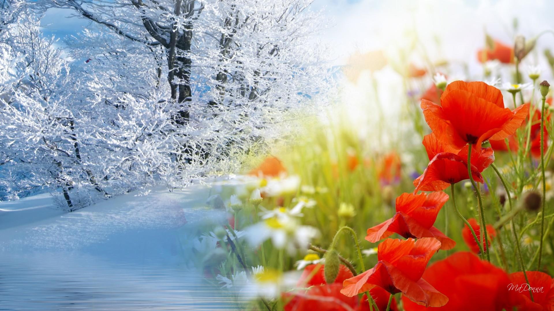 spring, field, flowers, petaled, frost, winter, trees, cold, fleurs, red, poppies, fantasy, wild flowers, 1080P, ze, daisies, HD Wallpaper