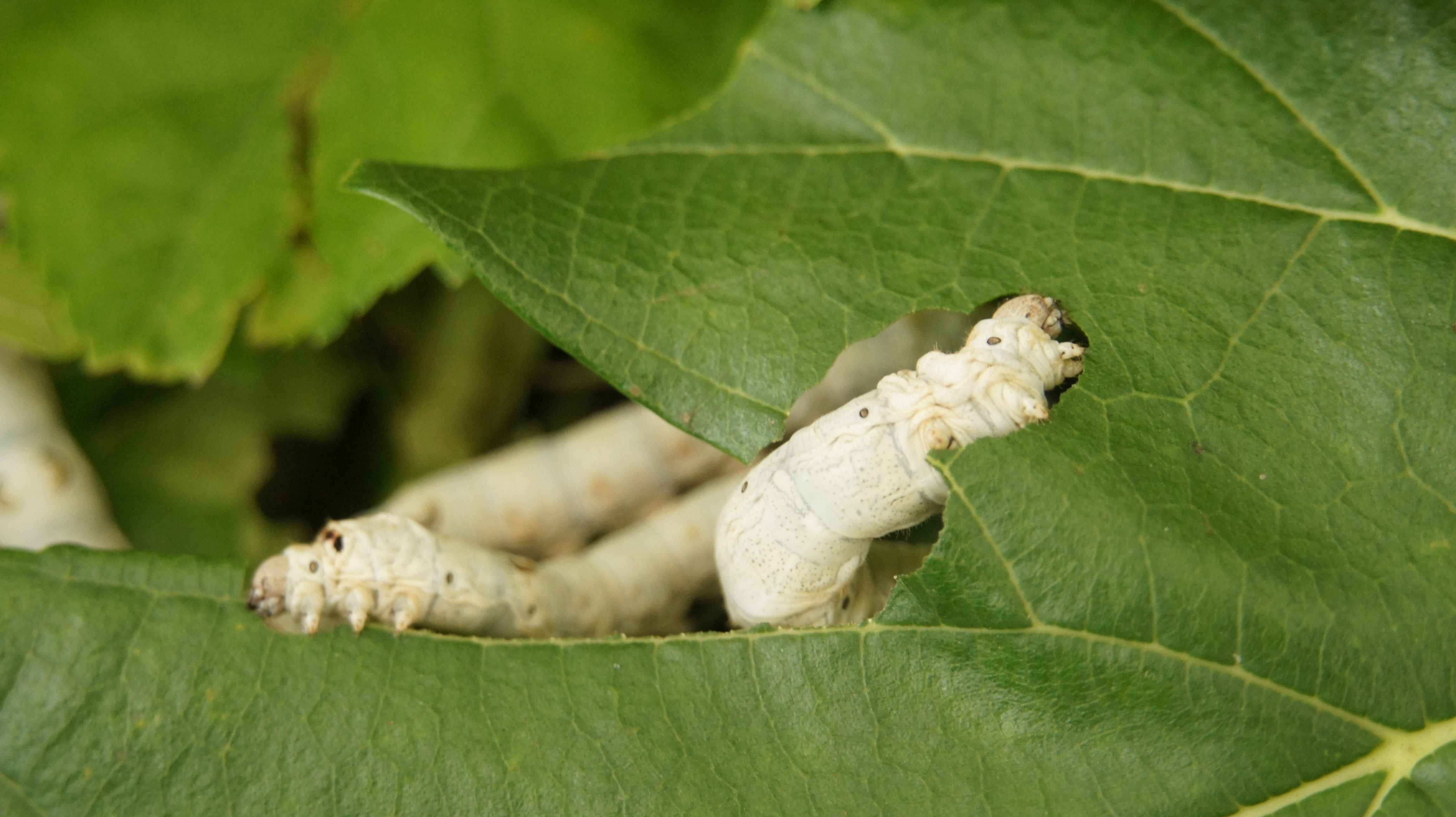 green color, summer share in, tree, invertebrate, leaf, animal, animal body part, silkworm, animal themes, who in the powder, mulberry, ze-drying soap in the, HD Wallpaper