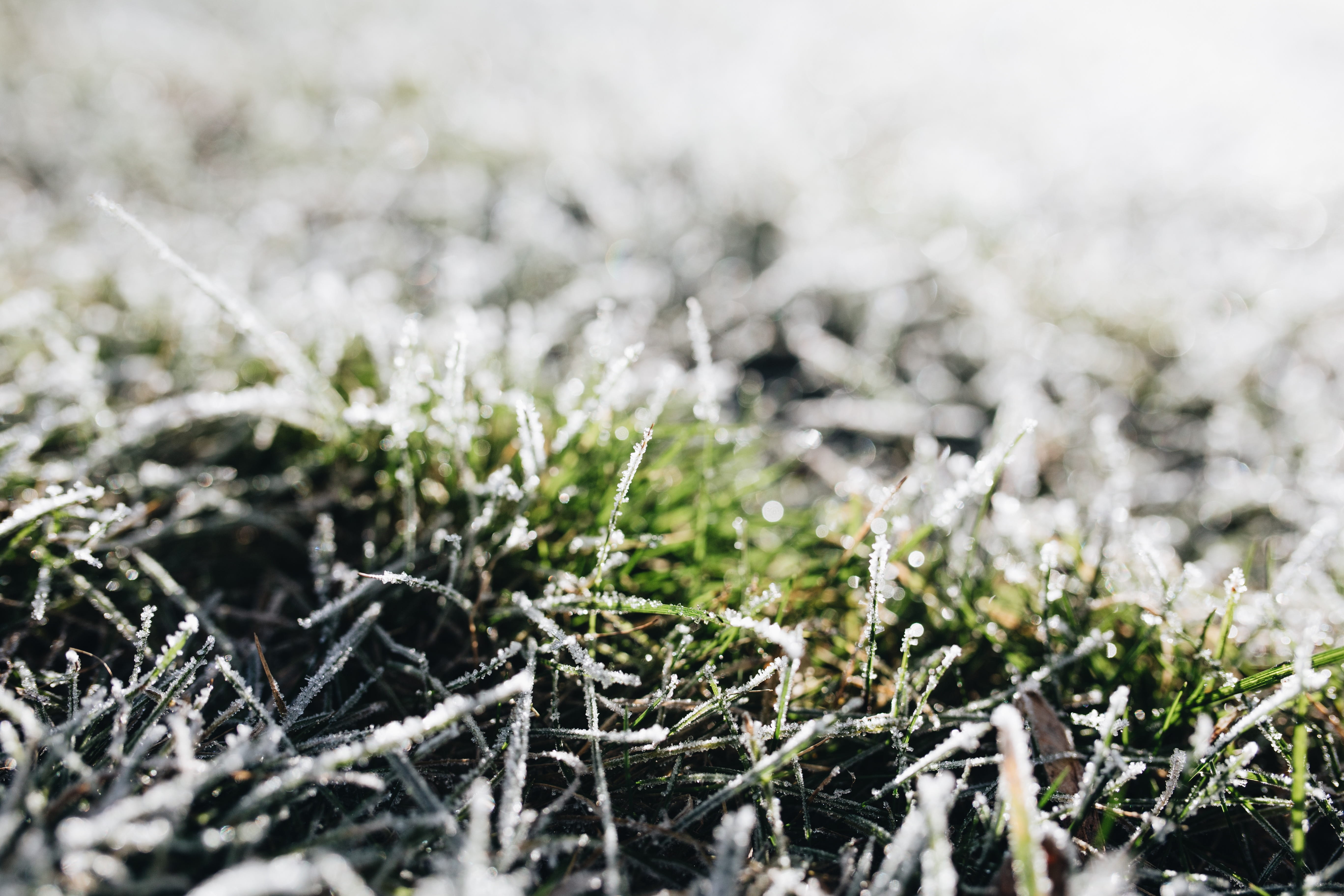 close-up, frost, ice, fir tree, plant, nobody, winter, snowing, selective focus, snowflake, 5K, backgrounds, white color, beauty in nature, land, day, HD Wallpaper