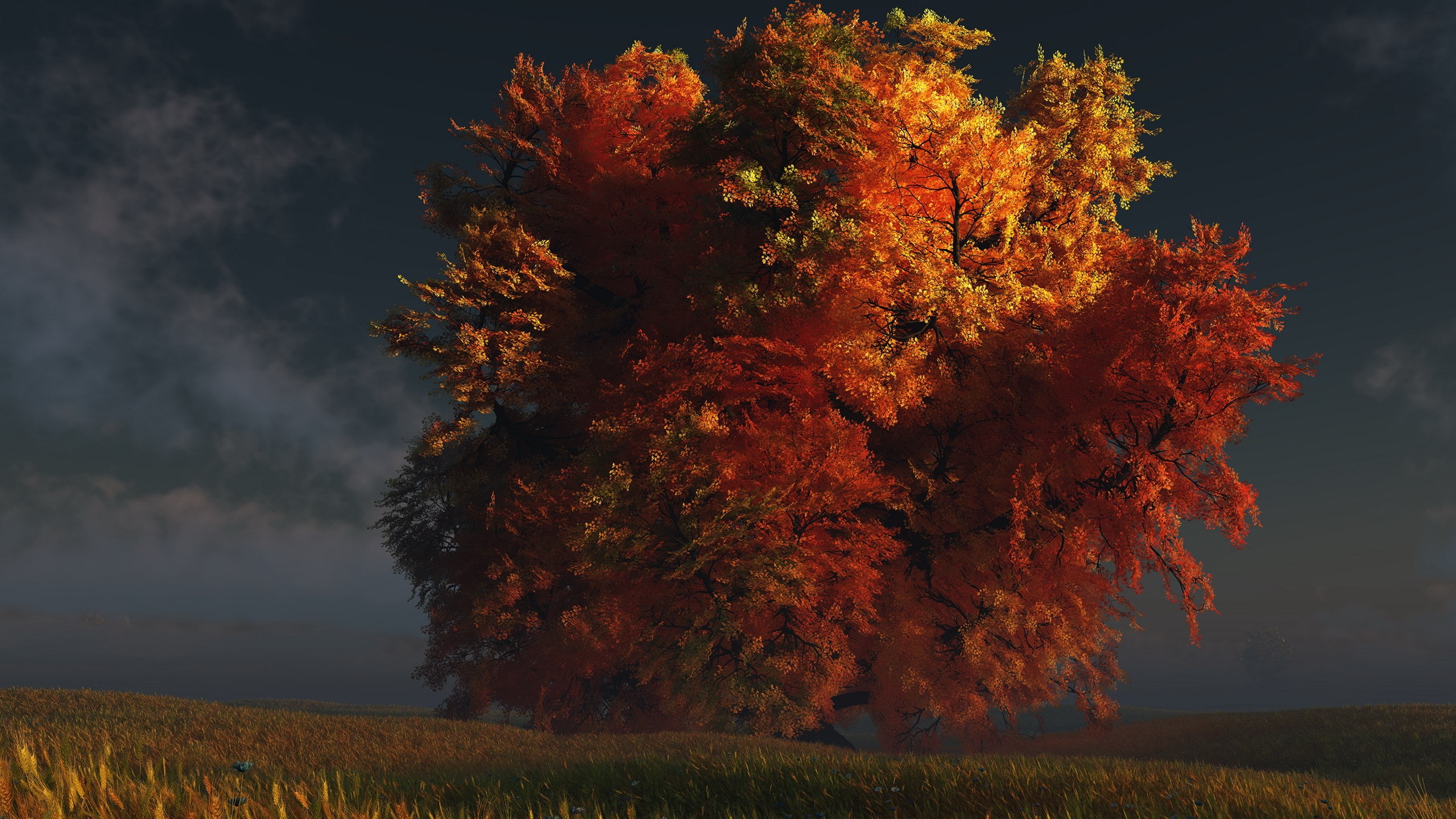 environment, no people, scenics - nature, tranquility, change, outdoors, land, field, orange color, non-urban scene, growth, autumn collection, tree, plant, HD Wallpaper