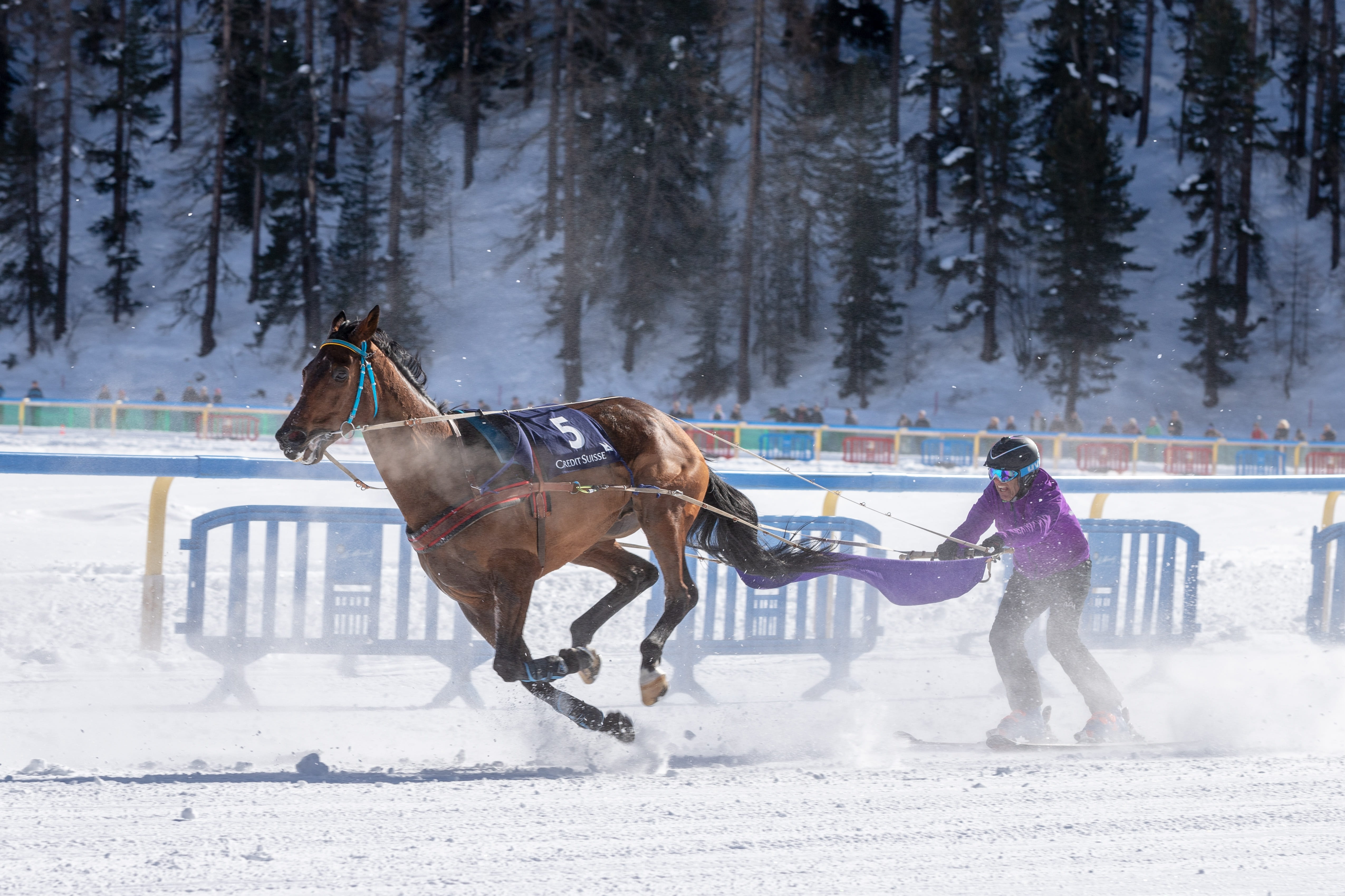 engadin, motion, 4K, cold temperature, riding, st, horse racing, oberengadin, domestic animals, outdoors, pets, gallop, gefrohren, winter, white turf, HD Wallpaper