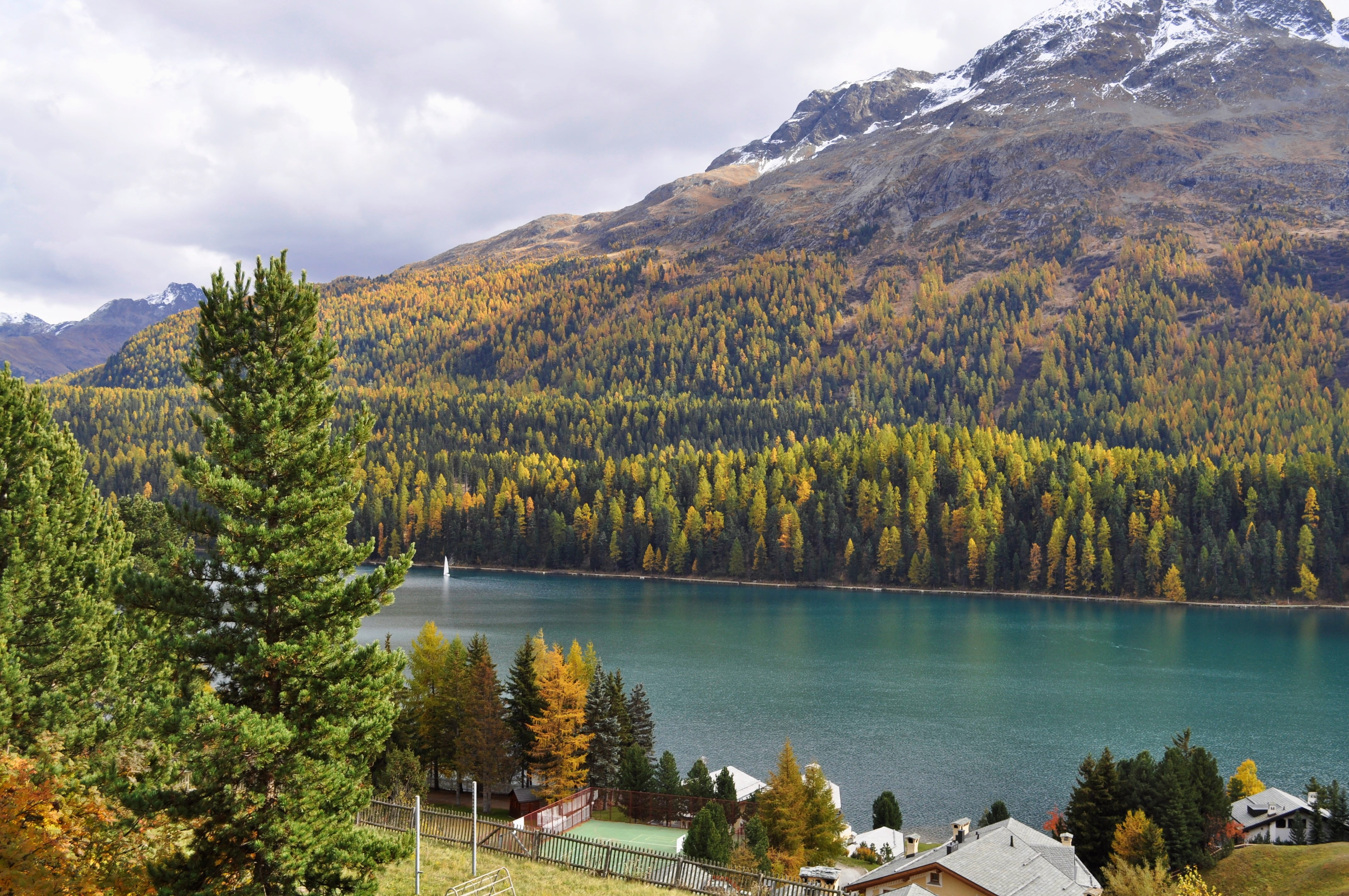 green color, scenics - nature, forest, no people, nature, pine woodland, lake, beauty in nature, st moritz switzerland, mountain, mountain range, coniferous tree, HD Wallpaper