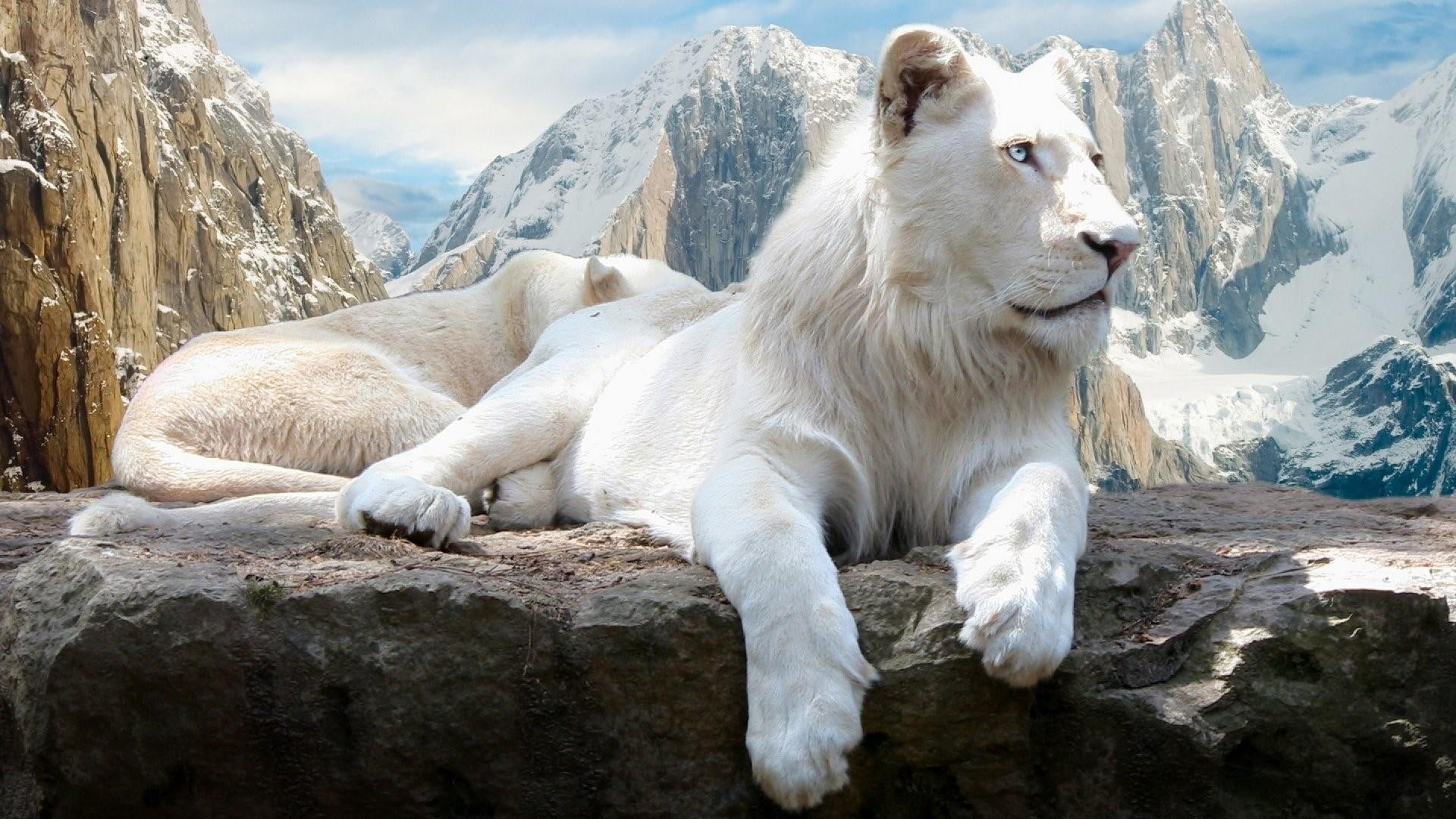 mountains, wild animal, lion, snow, 1080P, wildlife, animals, white lion, HD Wallpaper
