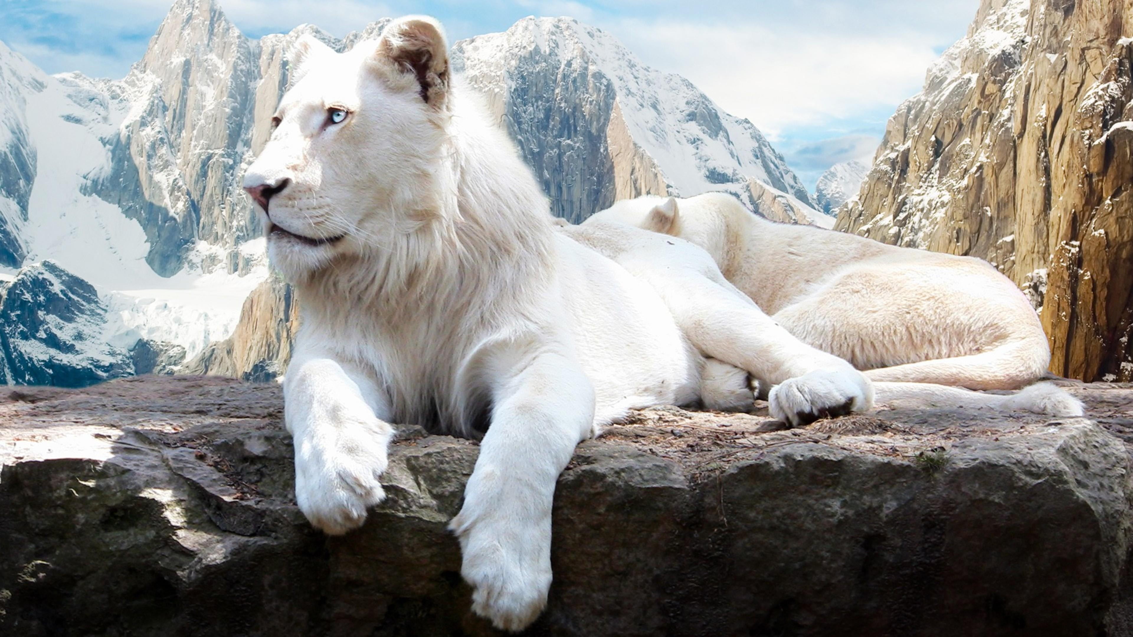 snow, lions, rock - object, vertebrate, lion, cold temperature, animal, winter, white color, animal themes, no people, outdoors, white lion, cold, mammal, HD Wallpaper