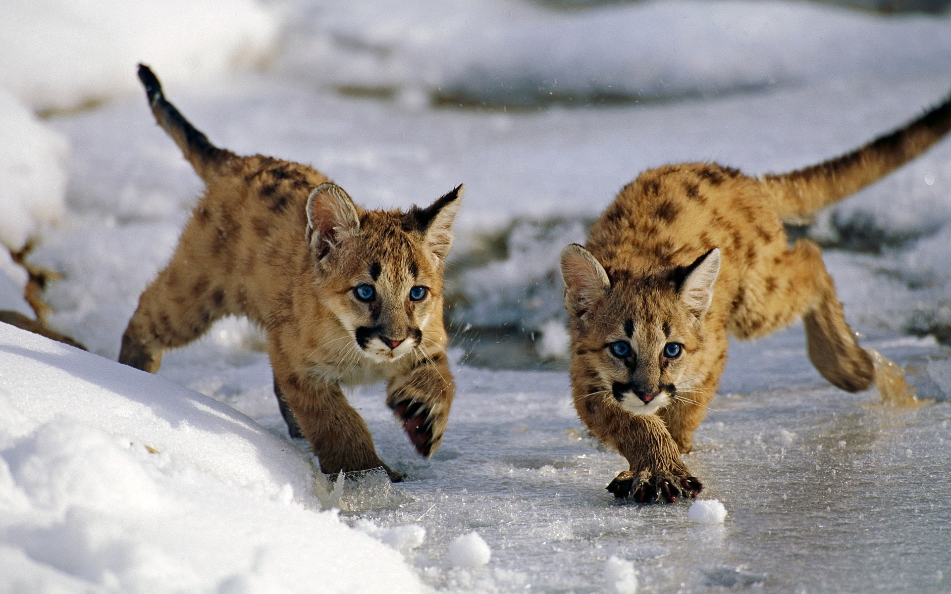 ocelot, two, Lion, Winter, 1080P, National, Utah, Uinta, Mountain, Forest, Cubs, USA, Snow, HD Wallpaper
