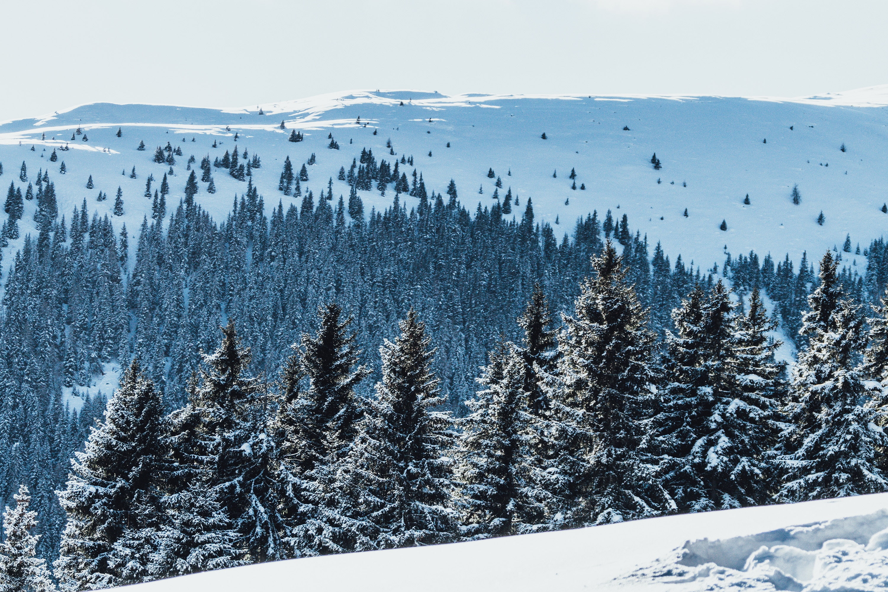 2K, trees, mountains, landscape, snow, far view, nature, Paul Gilmore, Austria, tundra, pine trees, HD Wallpaper
