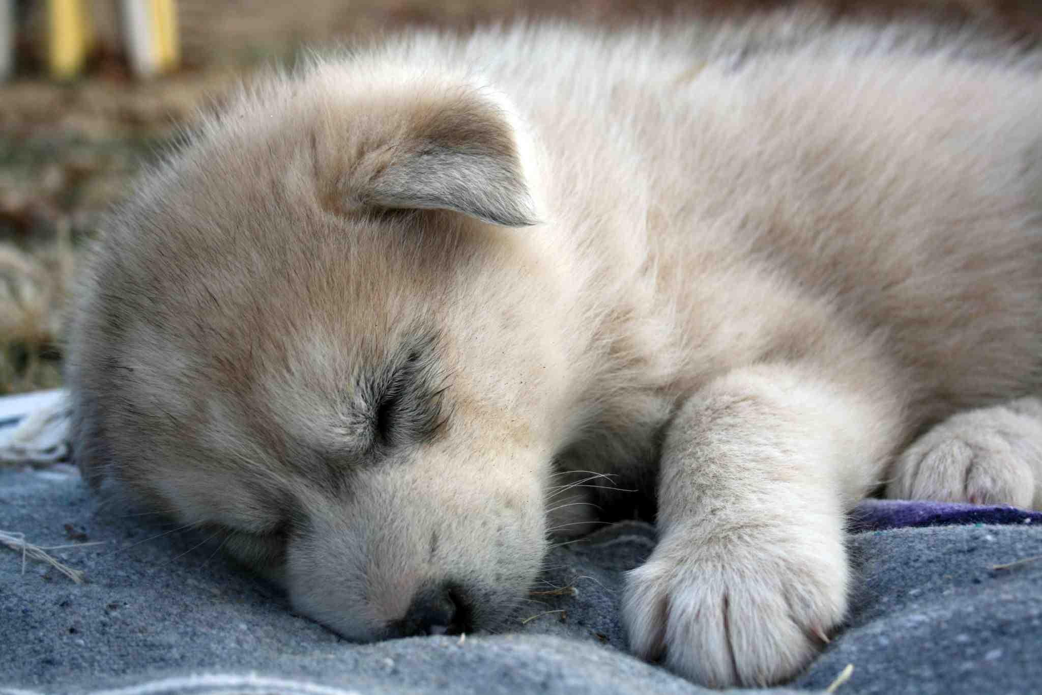 little, tundra, 1080P, wolf, sleeping, predator, animals, sweet, cub, HD Wallpaper