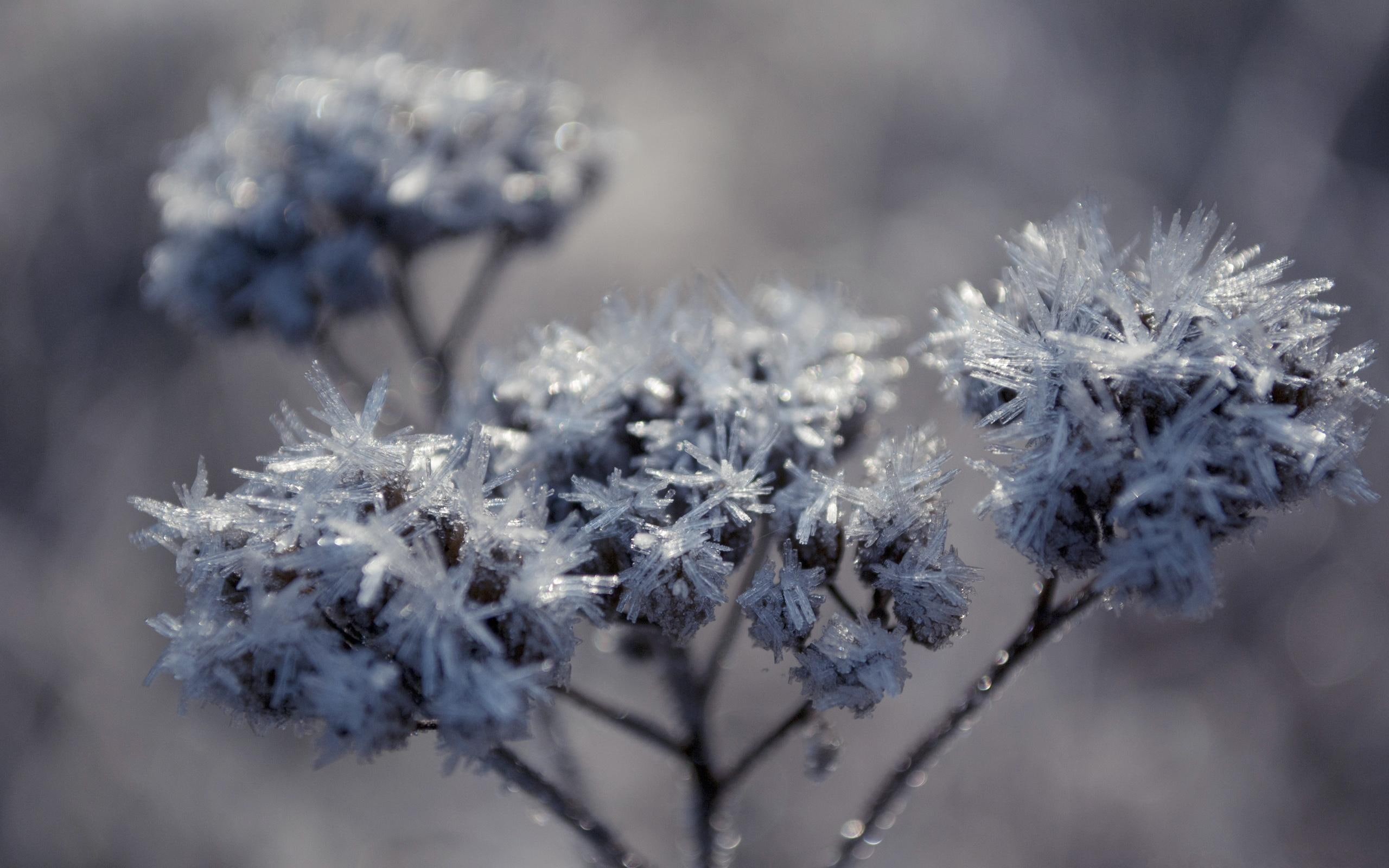 beautiful, nature, 2K, 3d and abstract, hoarfrost, amazing, flowers, landscape, HD Wallpaper