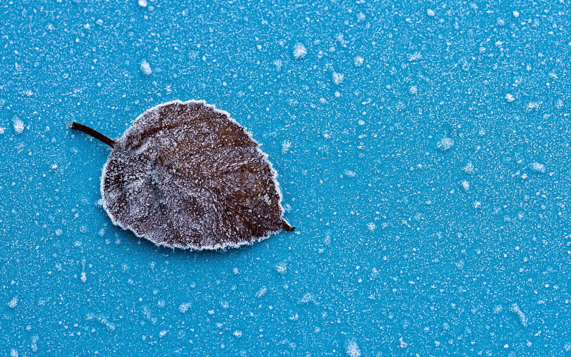 snowflakes, hoarfrost, 1080P, sheet, HD Wallpaper