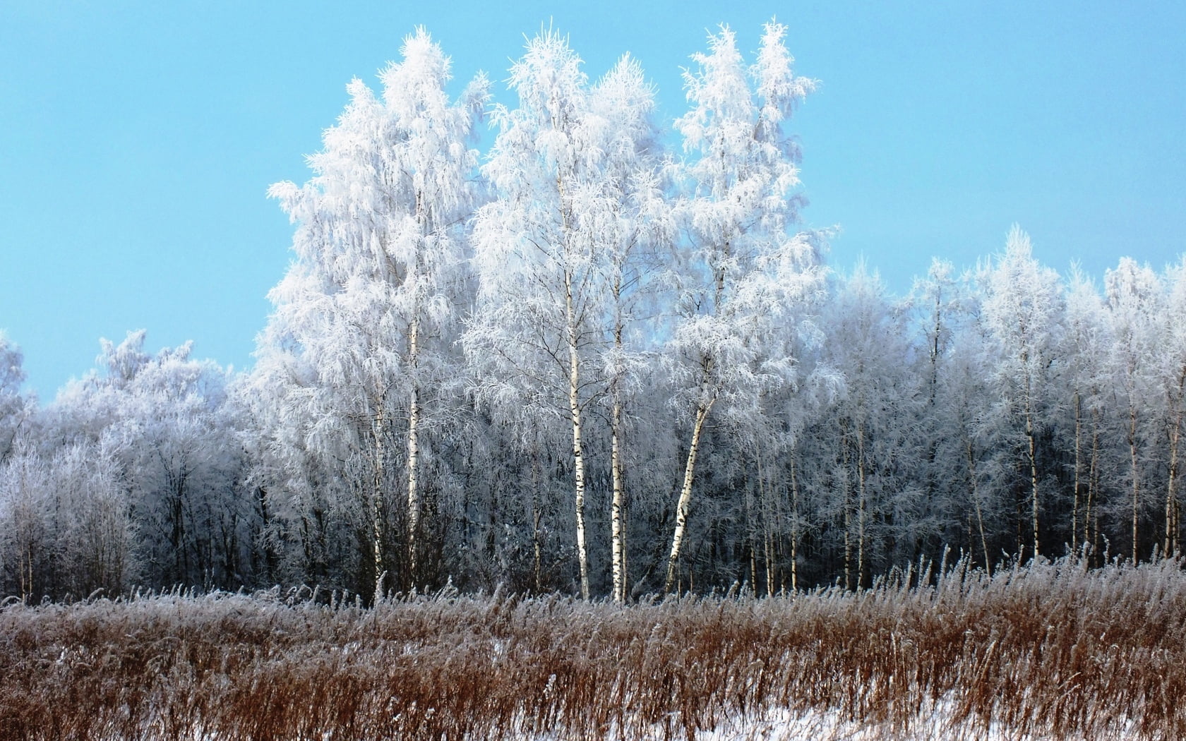 winter, no People, frost, day, plant, nature, 720P, blue, scenics, rural Scene, cold - Temperature, ice, branch, snowing, grass, christmas, birches, woodland, HD Wallpaper