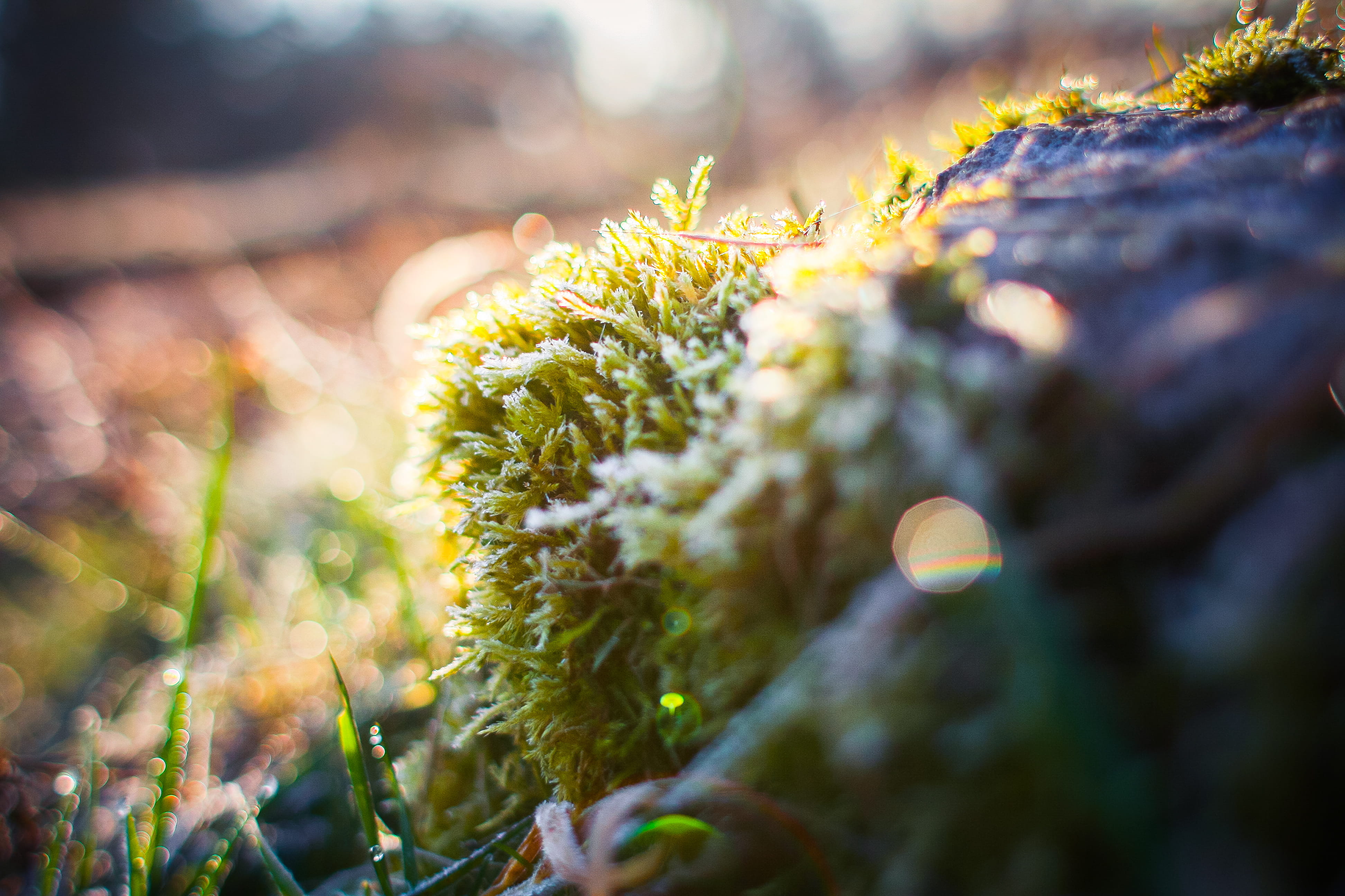 day, land, grass, plant, freshness, tranquility, nature, food and drink, coniferous tree, season, focus on foreground, forest, outdoors, tree, flower, here again, HD Wallpaper