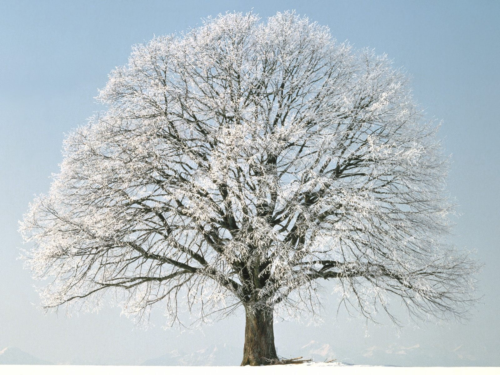 plant, leaf, blizzard, frozen, snow, winter, forest, 720P, single Object, scenics - nature, freshness, hoarfrost, tere, branch, outdoors, white, nature, HD Wallpaper