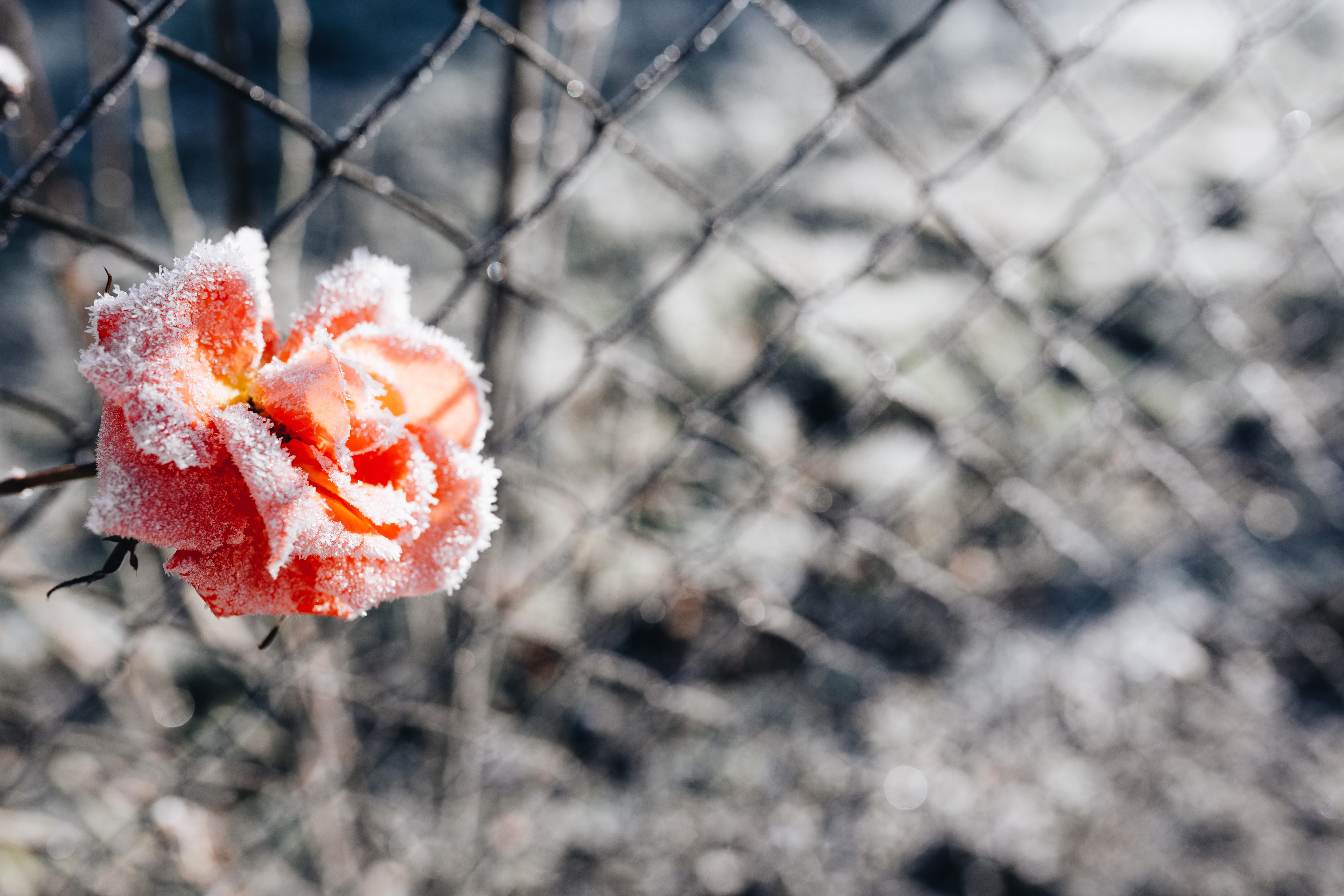 fruit, focus on foreground, no people, nature, close-up, blizzard, flower, closeup, snowing, snow, 5K, ice, plant, food, beauty in nature, flora, botany, HD Wallpaper