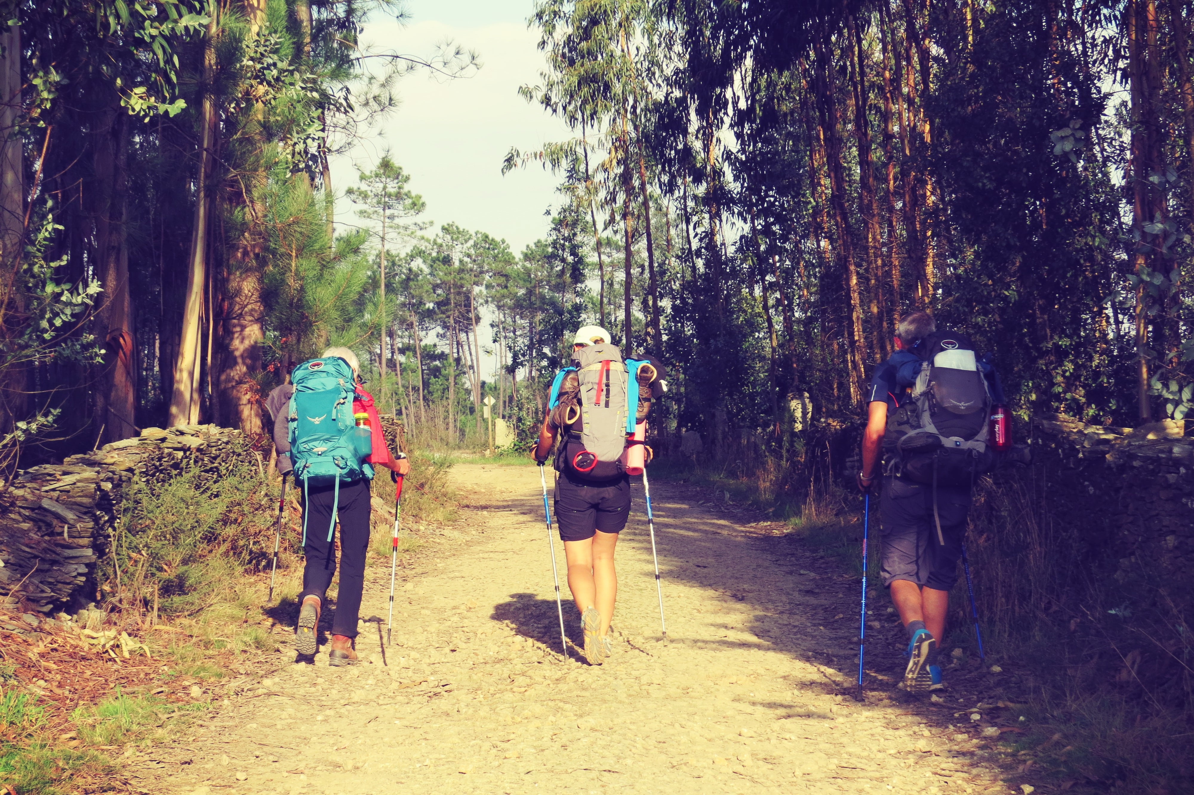 group of people, forest, women, outdoors, land, adult, people, men, 4K, hiking, full length, walking, real people, tree, jakobsweg, nature, lifestyles, HD Wallpaper