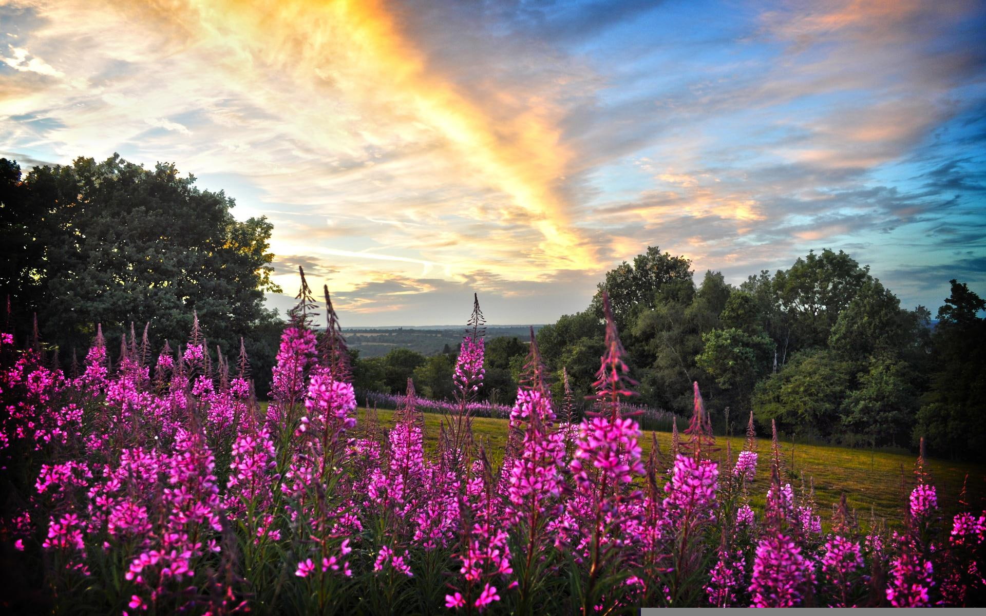 gallery, field, trees, tea, flowers, sunset, 1080P, willow, HD Wallpaper