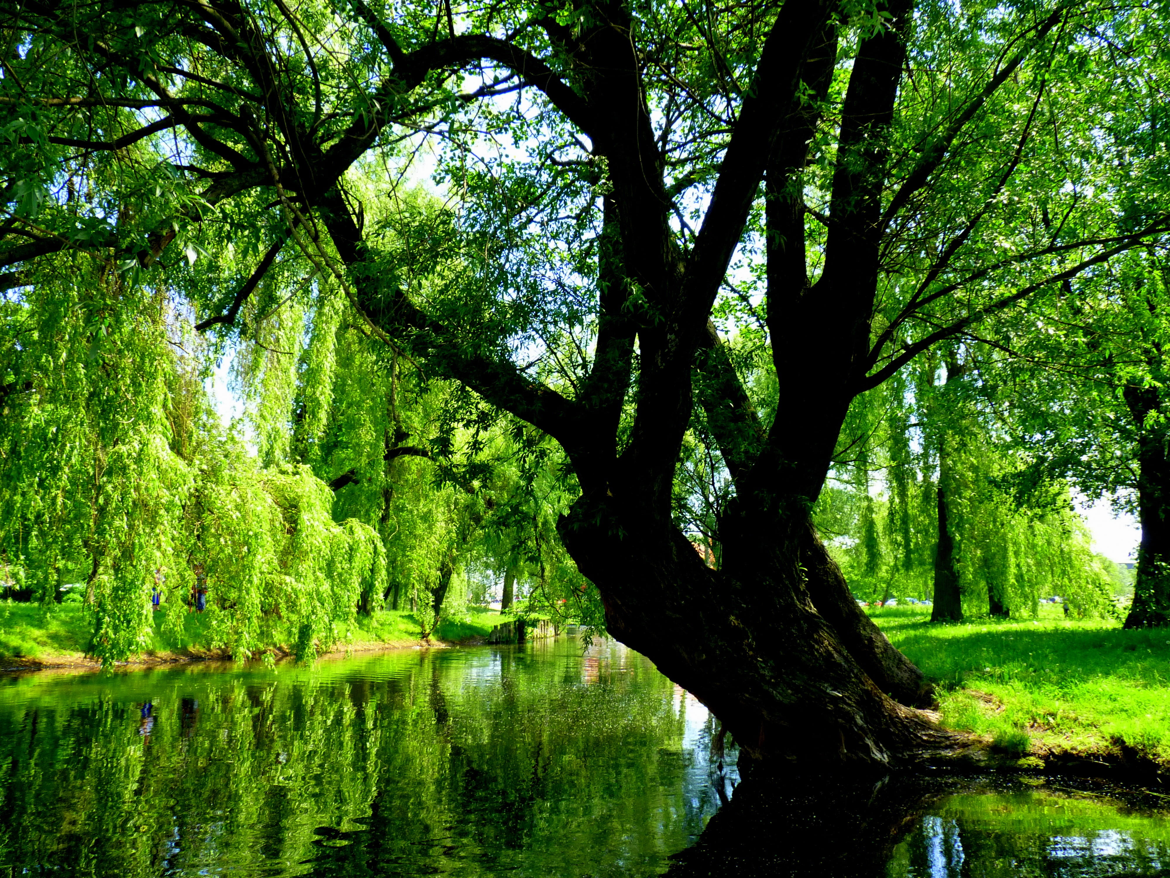 nature, masuria, forest, no people, trees, tranquil scene, poland, tree trunk, reflection, trunk, day, land, water, beauty in nature, lake, green, river, HD Wallpaper