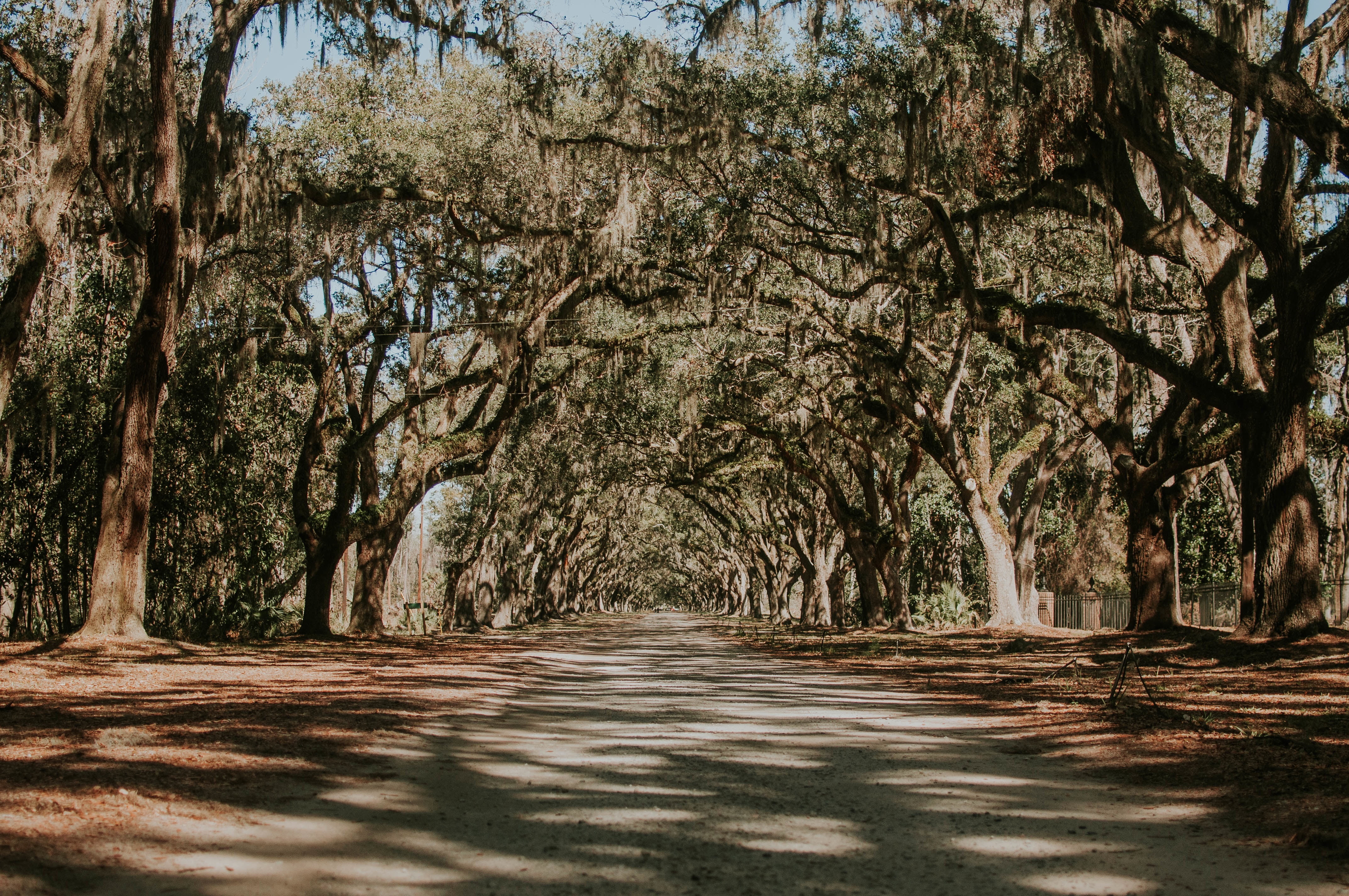 forest, nature, footpath, park - Man Made Space, long, transportation, vanishing point, direction, beauty In Nature, backgrounds, woodland, rural Scene, HD Wallpaper