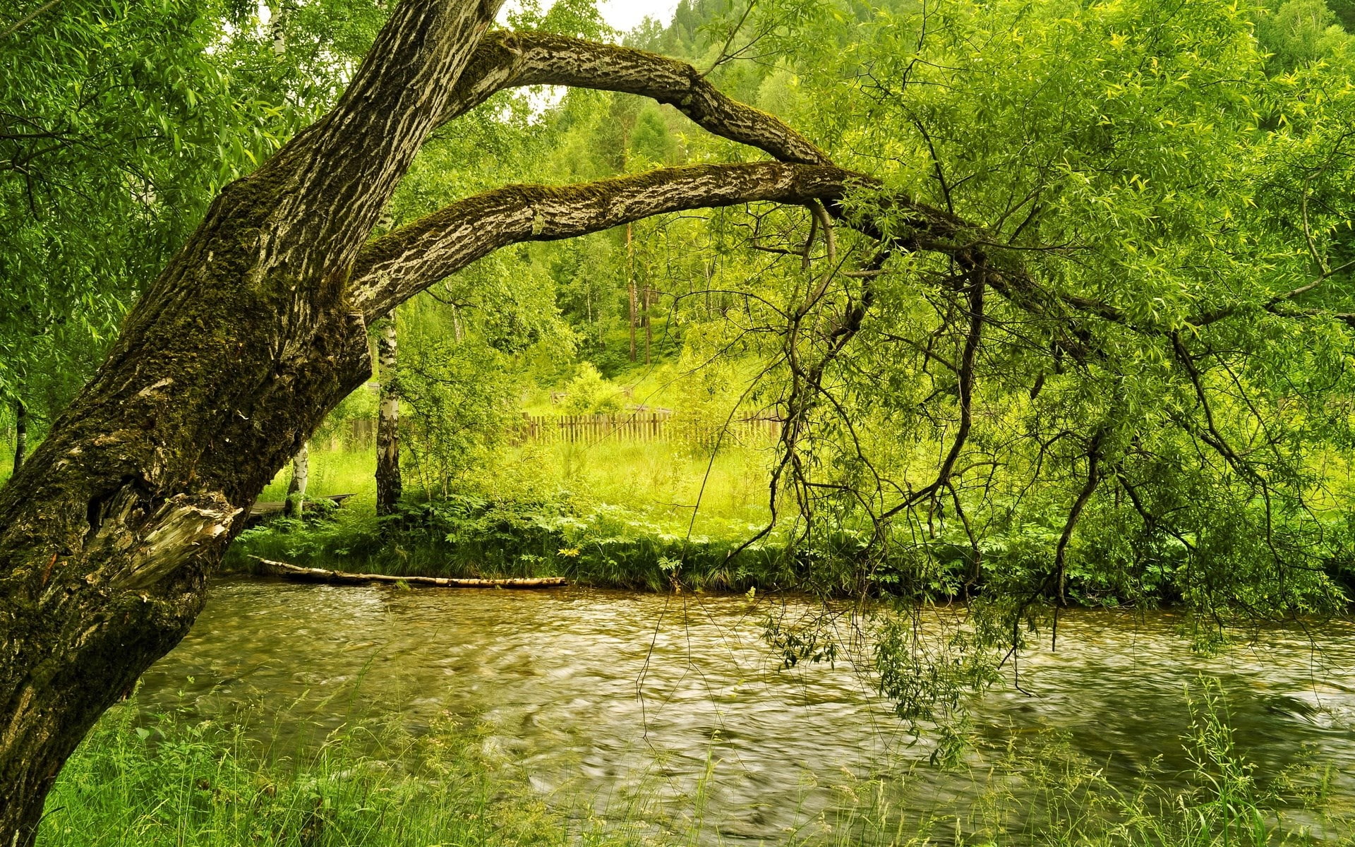 nature, trunk, lake, forest, rainforest, 1080P, willow tree, flowing water, beauty in nature, hd pictures of nature 1920x1200, no people, scenics - nature, HD Wallpaper
