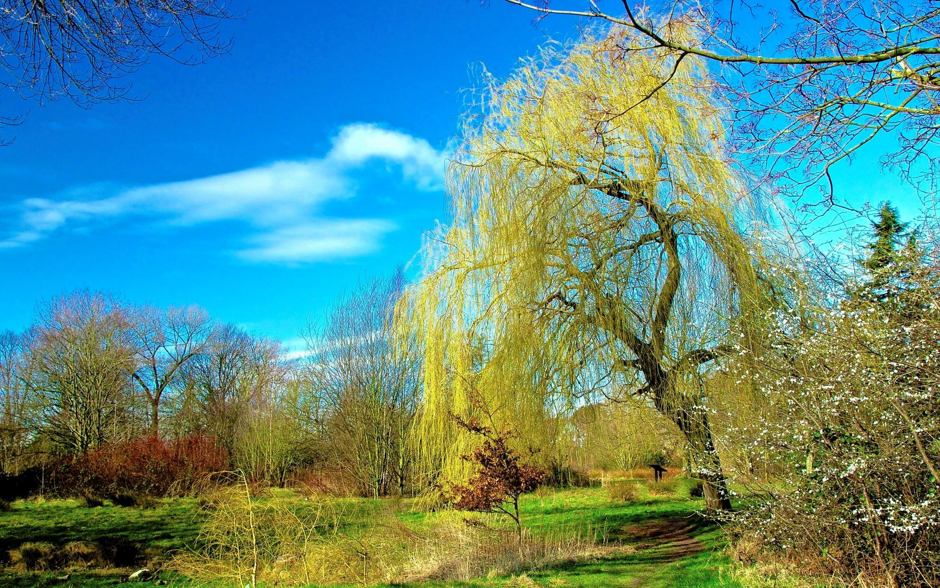 scenics - nature, forest, tree, non-urban scene, outdoors, nature pictures for pc 1920x1200, cloud - sky, landscape, woodland, 1080P, sunlight, tranquility, HD Wallpaper