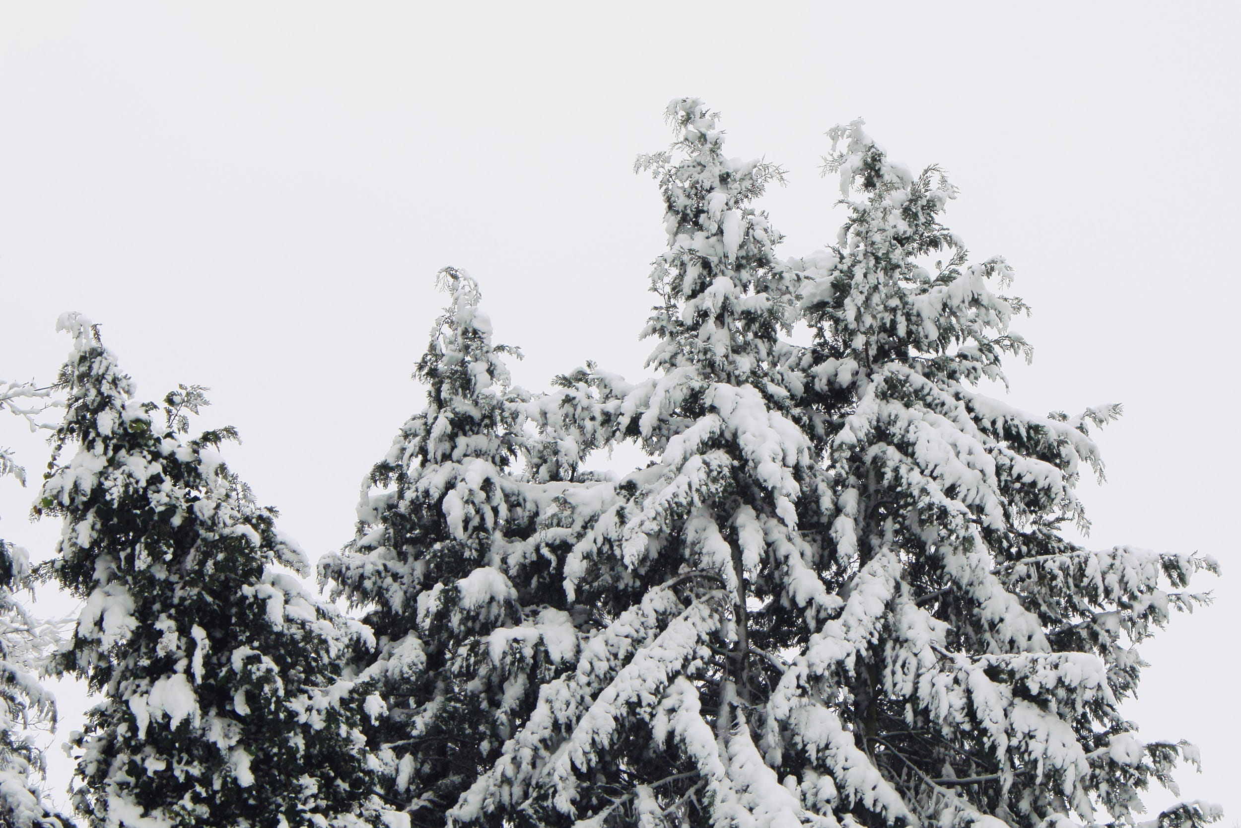 growth, wintry, white, 1080P, fir tree, branch, clear sky, pine tree, tranquil scene, frozen, scenics - nature, Snowfall, trees, Icy, snow flurry, coniferous tree, HD Wallpaper
