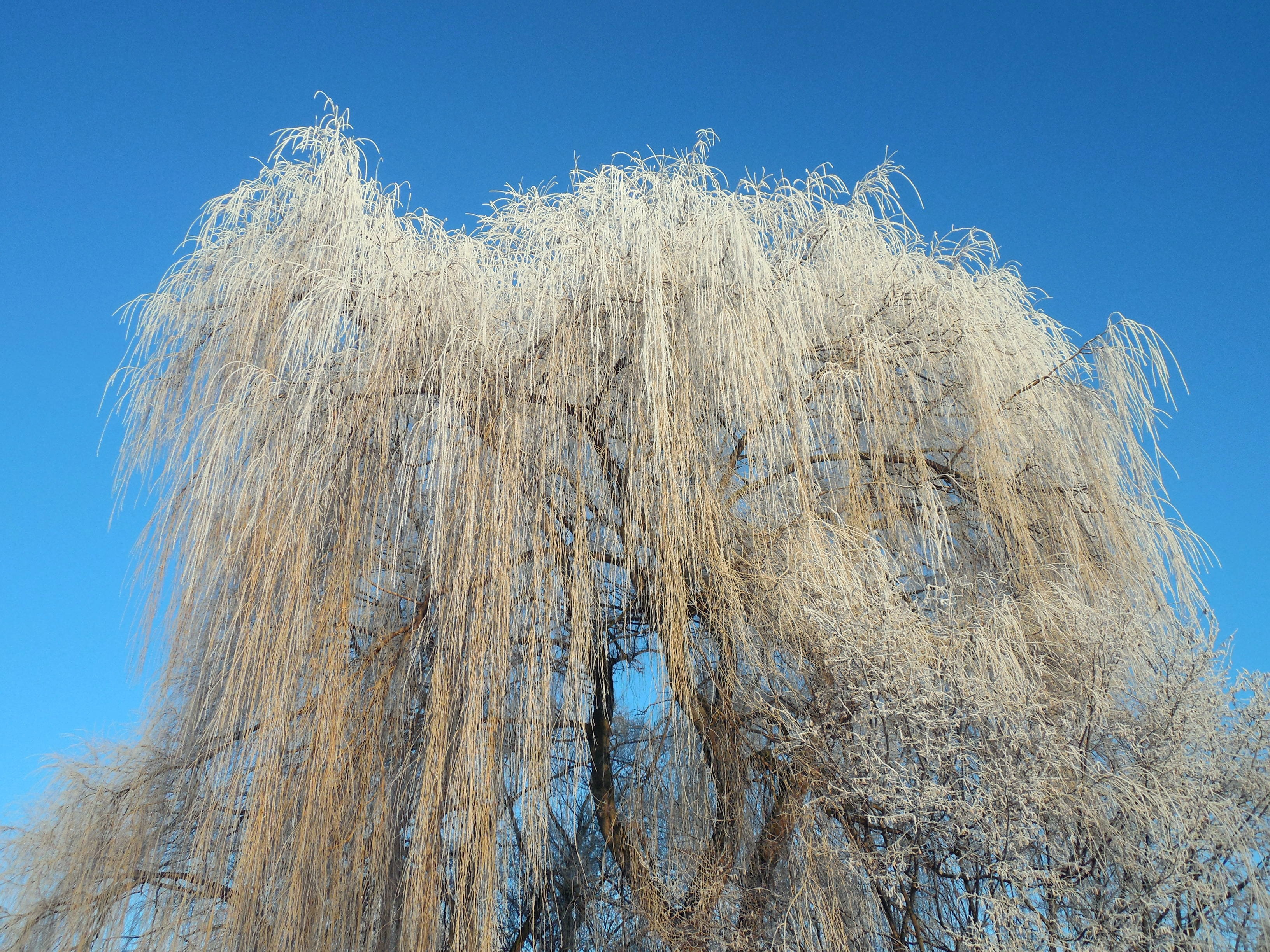 growth, dry, icy, blue, no people, Frost, land, clear sky, Cold, sunlight, environment, hoarfrost, Winter, grass, winter time, ripe, 2K, day, low angle view, HD Wallpaper
