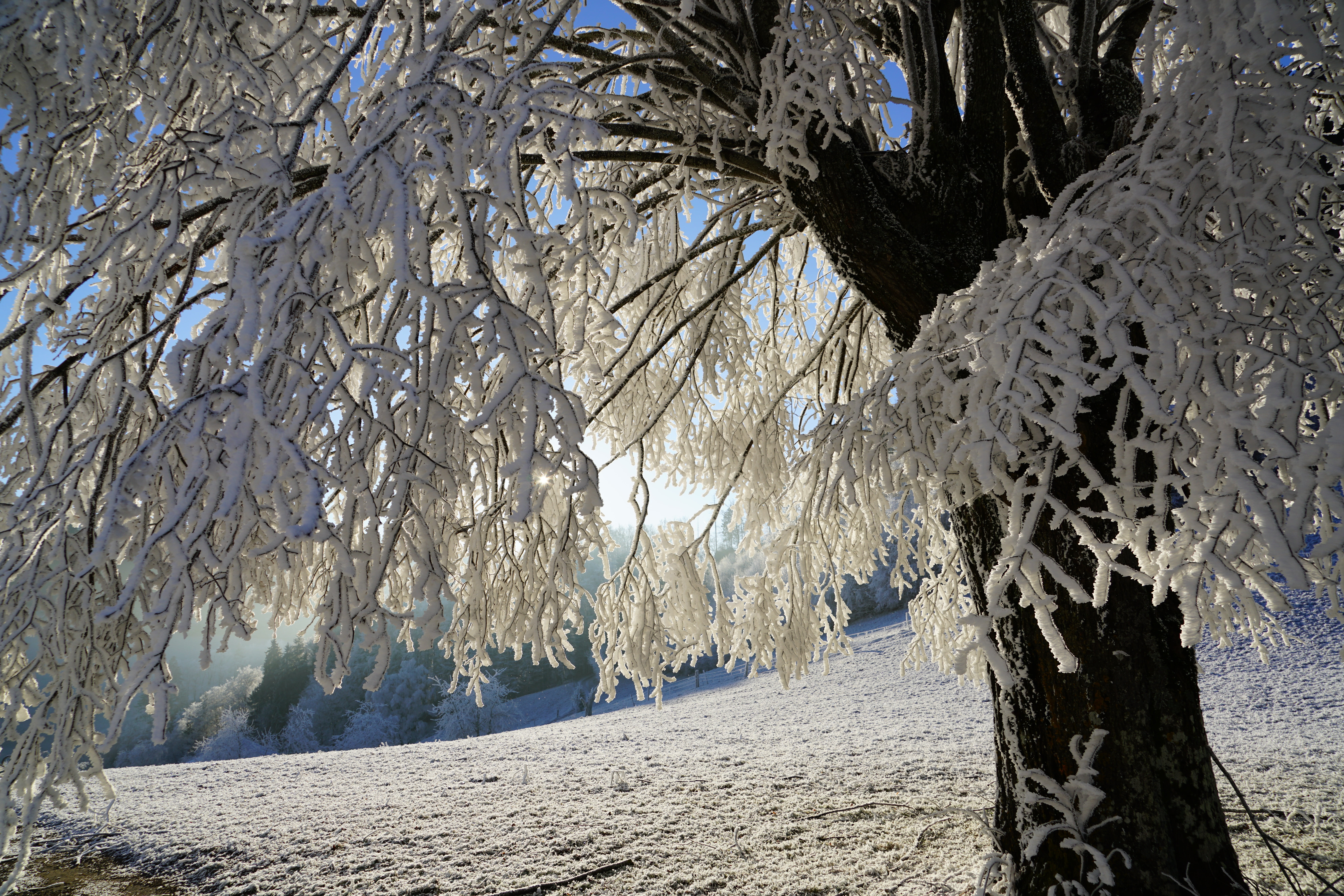 landscape, branch, idyllic, white, crystals, ice, idyll, nature, beauty in nature, tranquility, snow, iced, tree, pine tree, sand, land, water, bare tree, HD Wallpaper