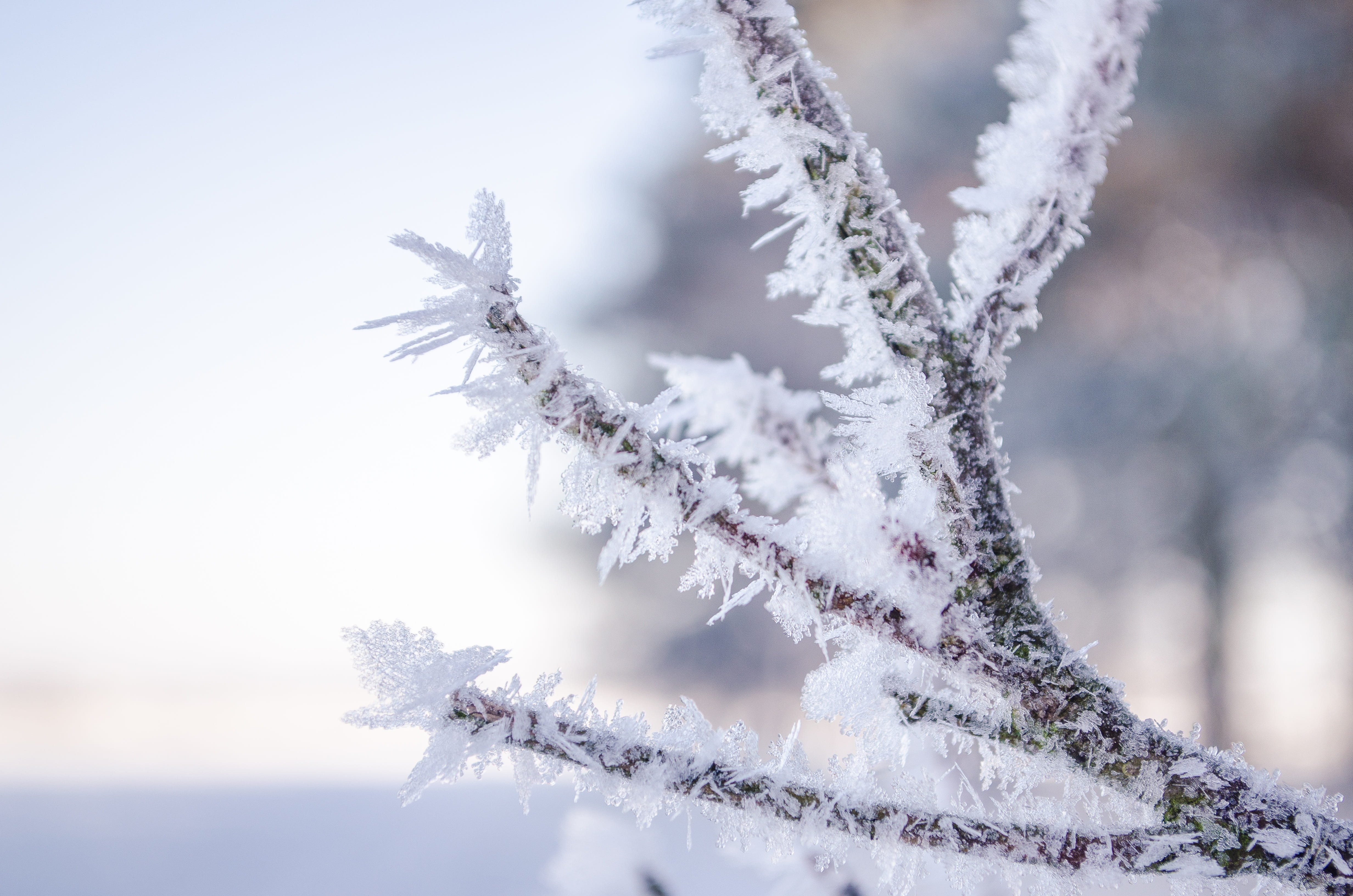 rest, frozen, covering, icicle, winter dream, cold, white color, winter magic, Winter, lonely, outdoors, Ice, tranquility, germany, day, snow crystals, HD Wallpaper