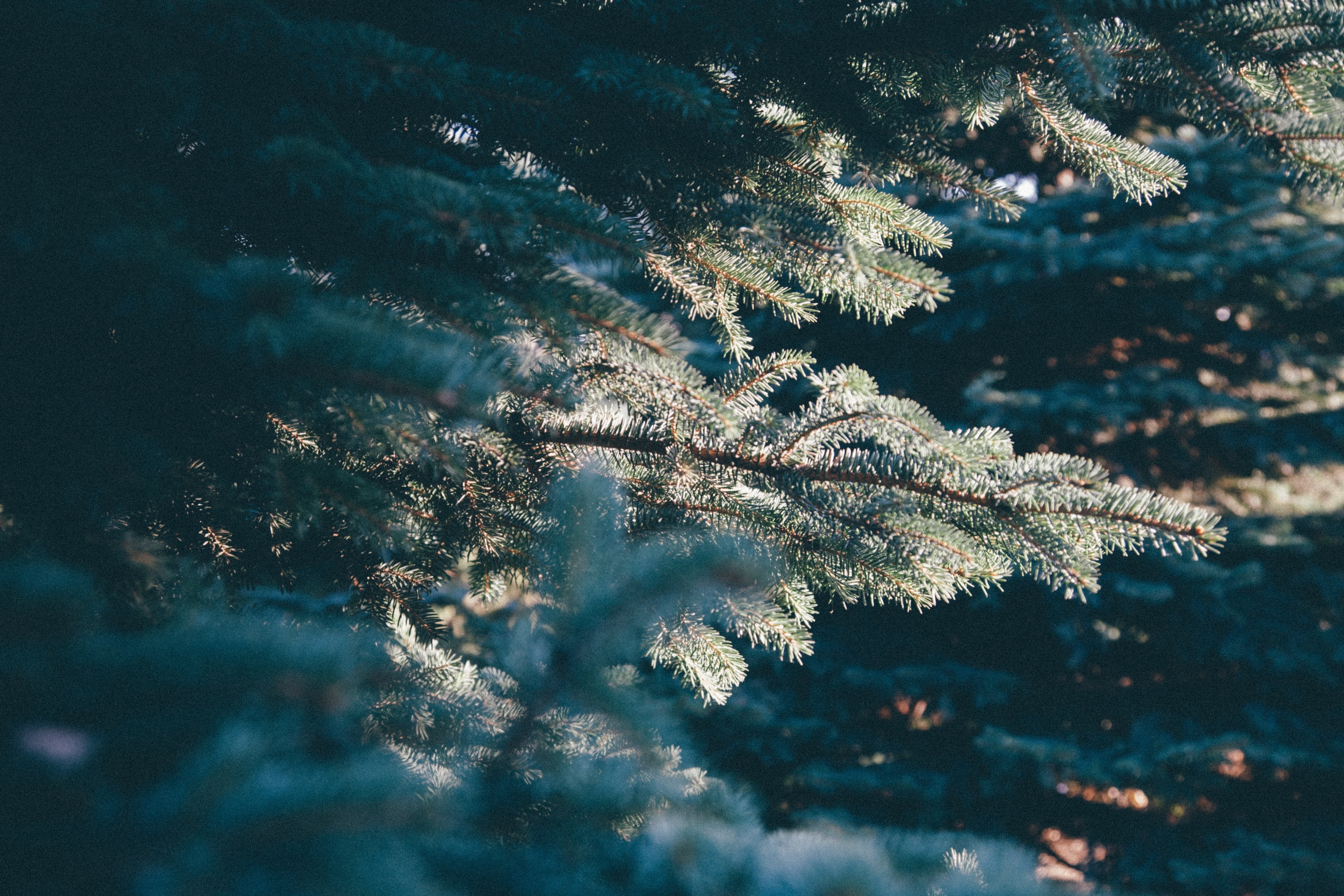 growth, selective focus, beauty in nature, tree, snow, frost, pines, frozen, outdoors, pine tree, branch, animal themes, close-up, morning, cold temperature, HD Wallpaper
