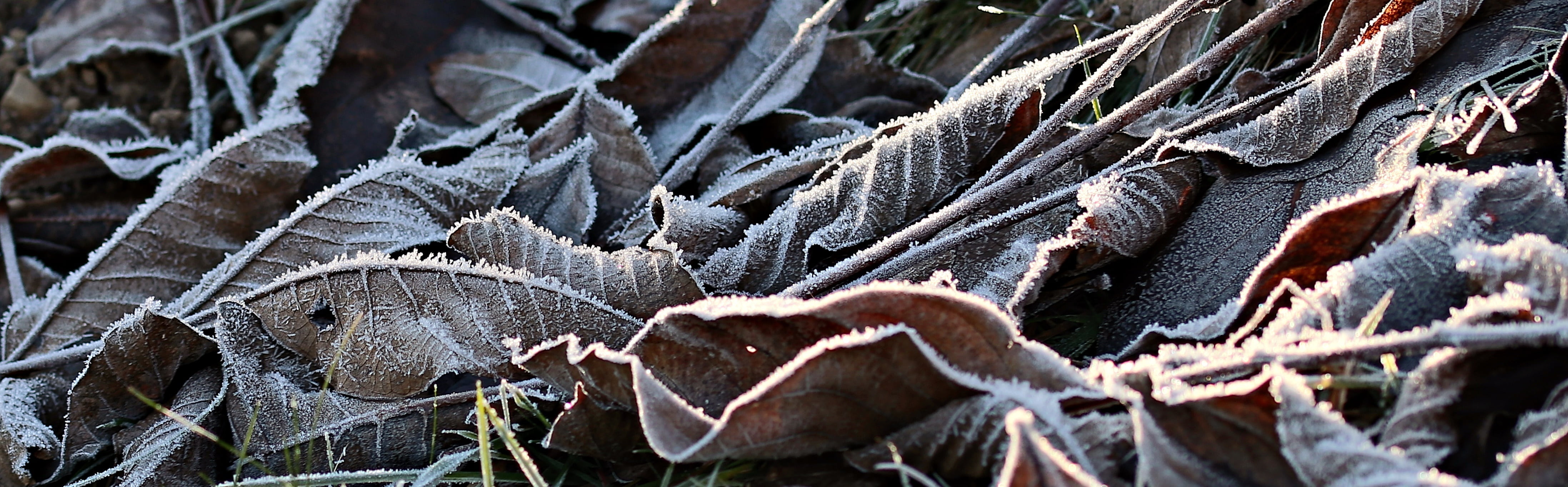 meadow, outdoors, dead plant, ripe, no people, dry, cold, nature, backgrounds, land, plant, 4K, snow, factory, growth, ice, close-up, industry, leaf, leaves, HD Wallpaper