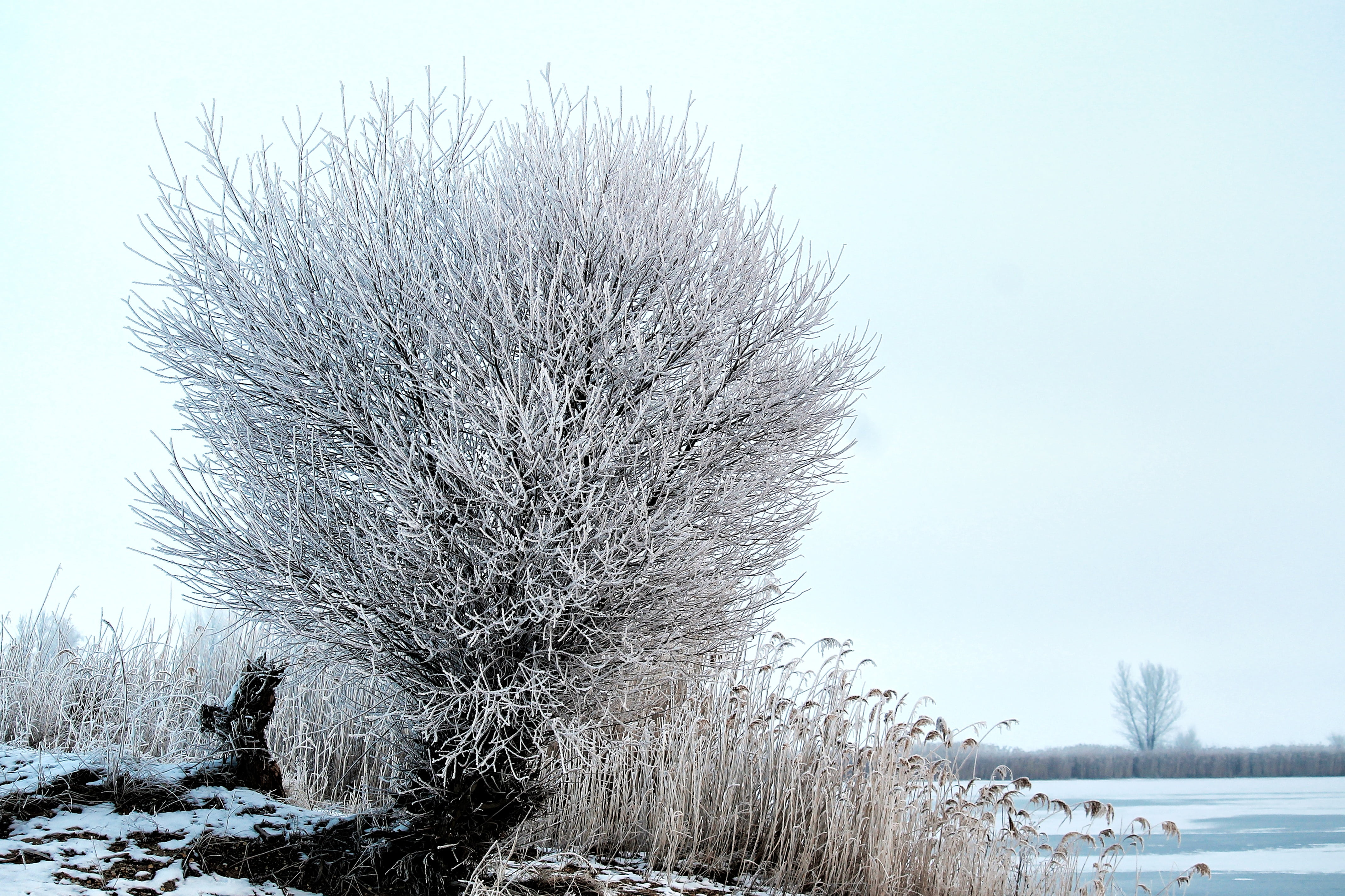 no people, frozen, winter, beauty in nature, day, tree, tranquil scene, cold, plant, outdoors, prettin, wintry, snow, cold temperature, land, elbaue, non-urban scene, HD Wallpaper