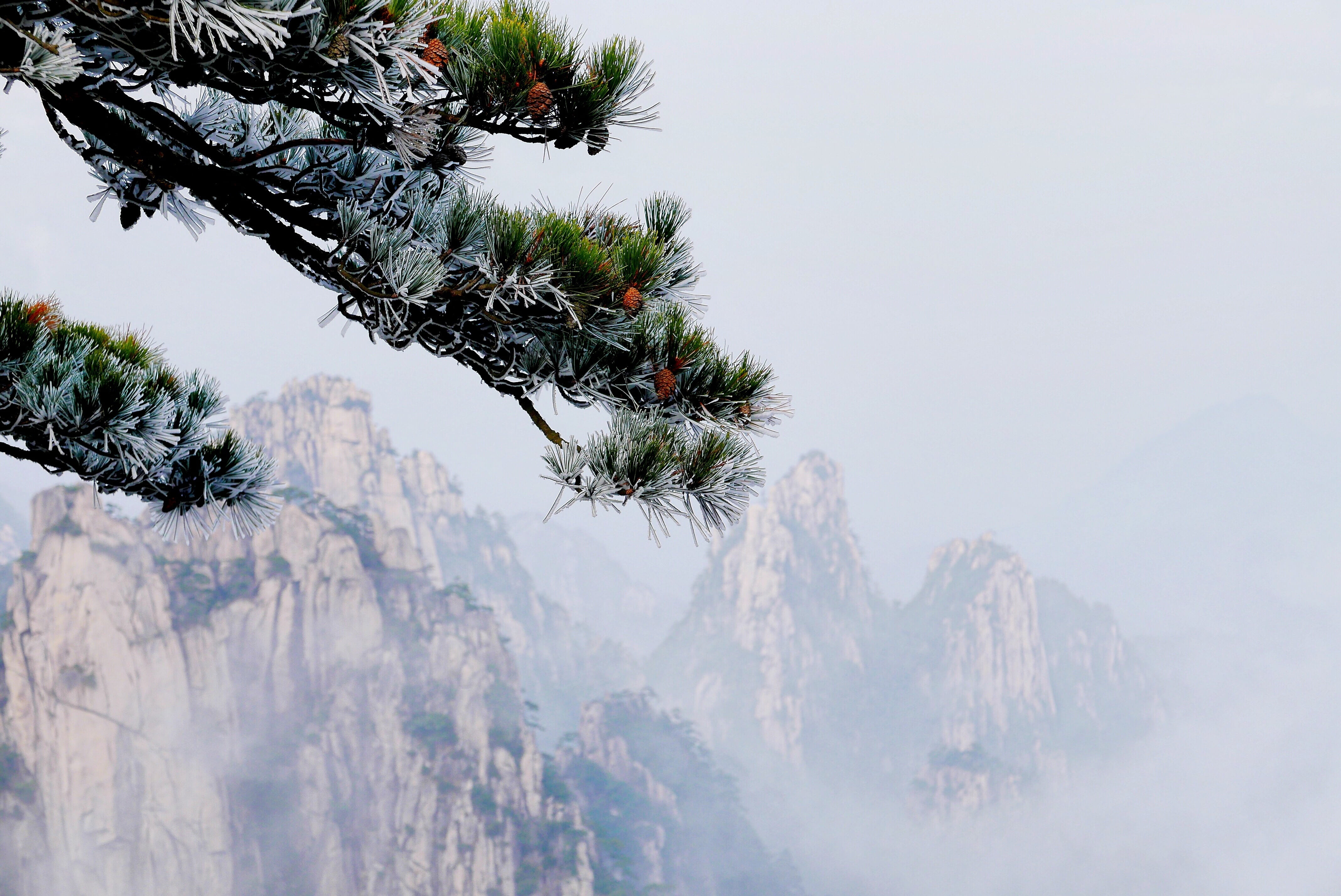 cold, beauty in nature, cold temperature, coniferous tree, green, mountains, calm, no people, evergreens, branch, mountain, fir tree, winter, snowing, landscape, HD Wallpaper