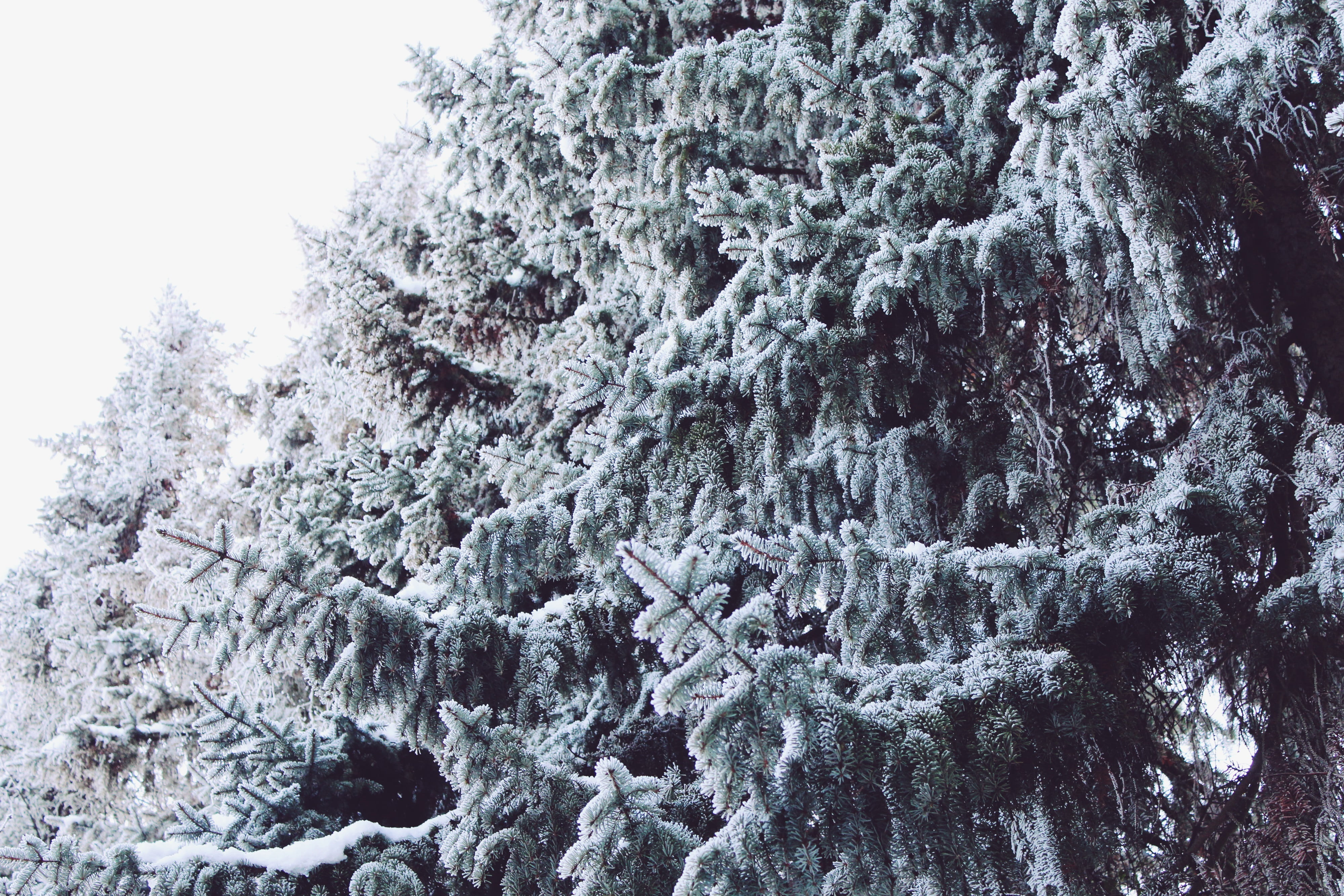 landscape, icy, winters day, growth, nature, frost, lonely, outdoors, frozen, winter, coniferous tree, cold temperature, aesthetic, ice, wintry, branches, HD Wallpaper