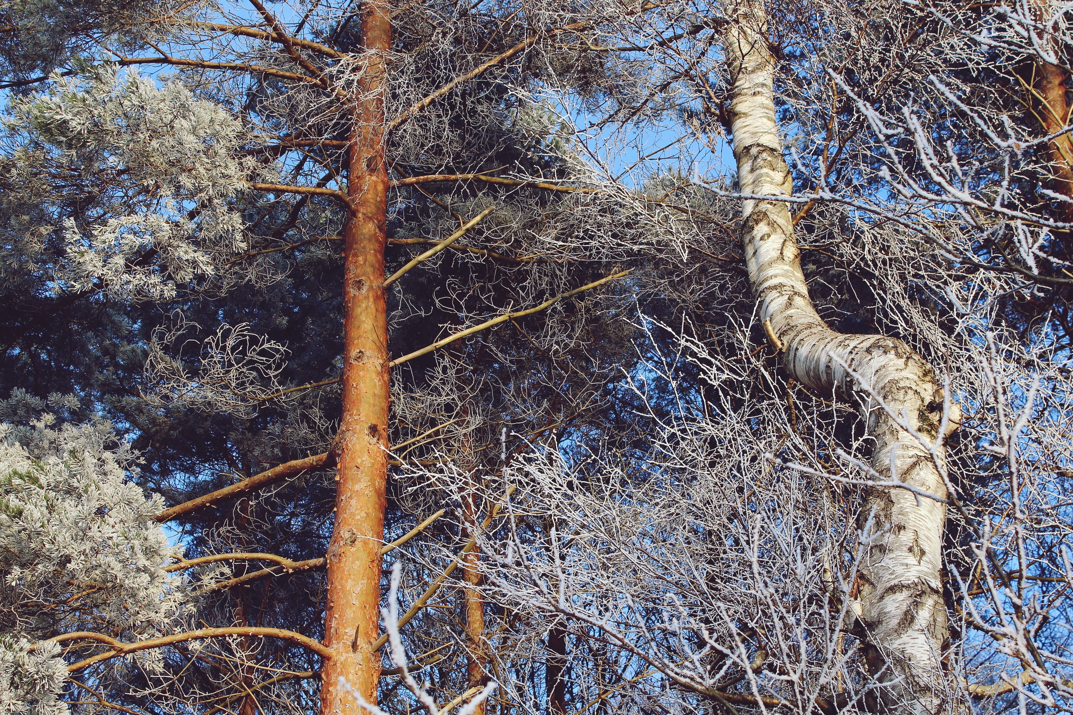 white, trunk, snow magic, vertebrate, tree, snow landscape, rest, fairytale, winter, germany, branch, needles, trees, mood, no people, frost, wood, aesthetic, HD Wallpaper